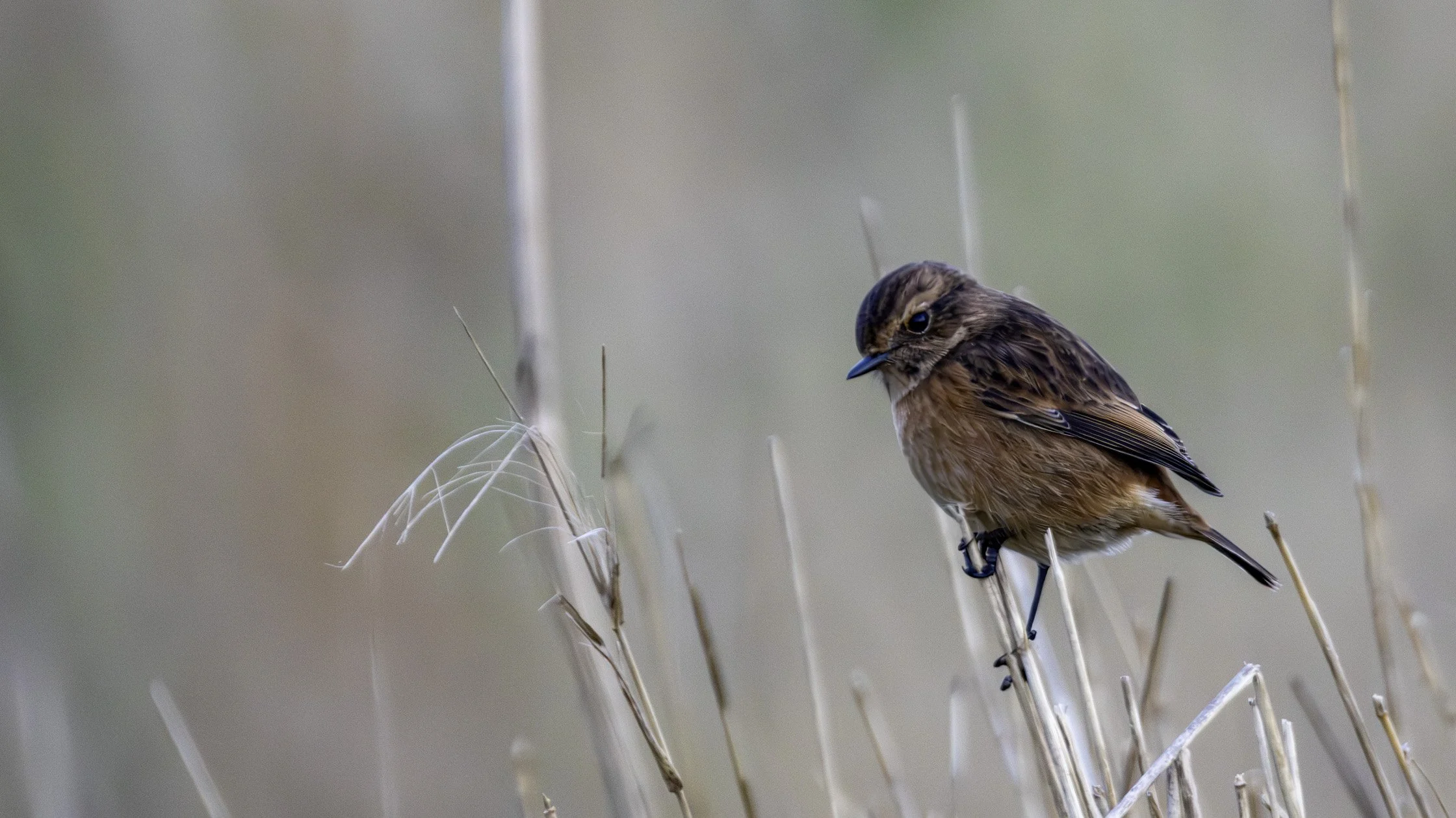 Stonechat (Female)