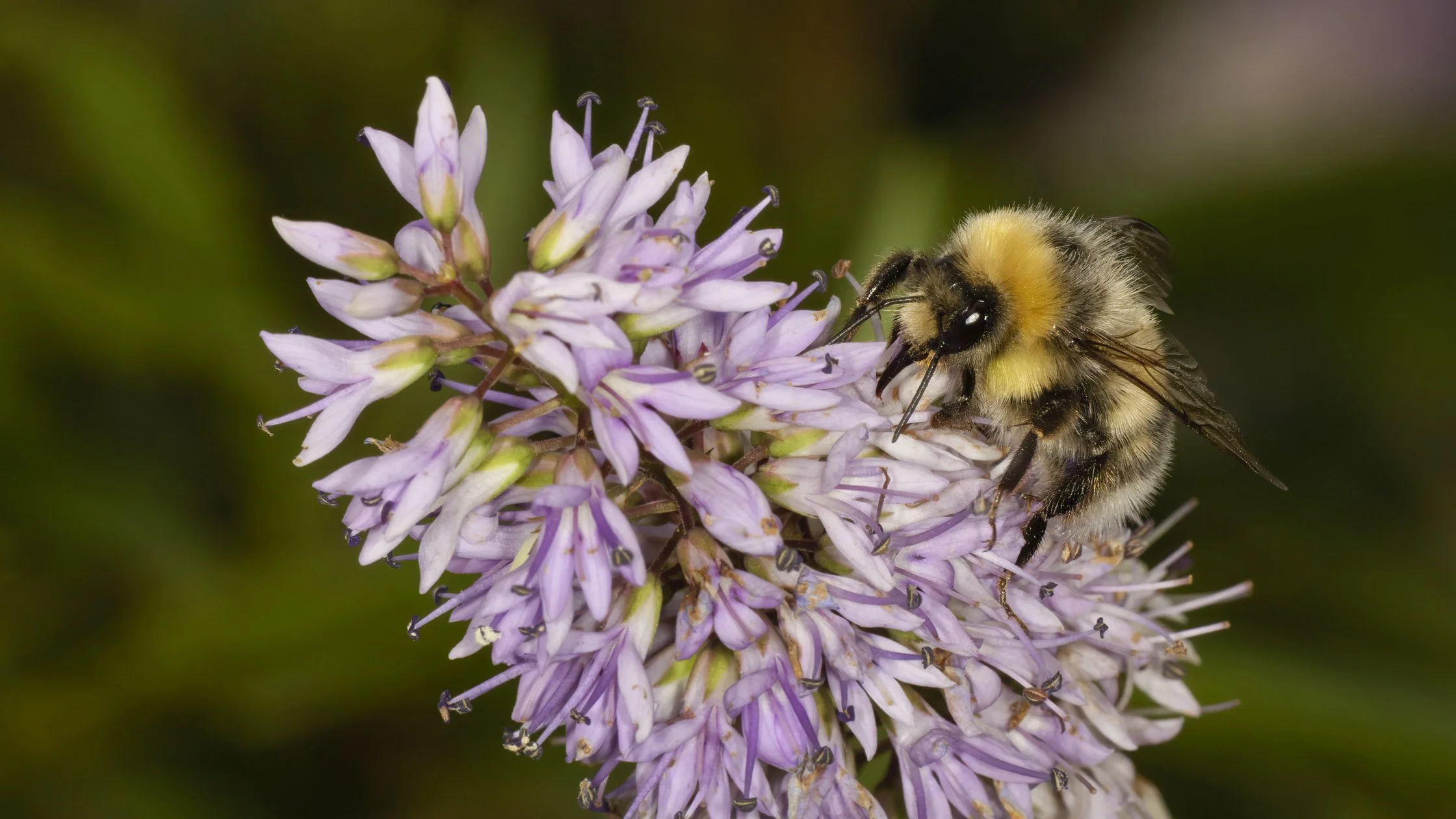 A close-up of a bee on a purple flower with a blurred green background.