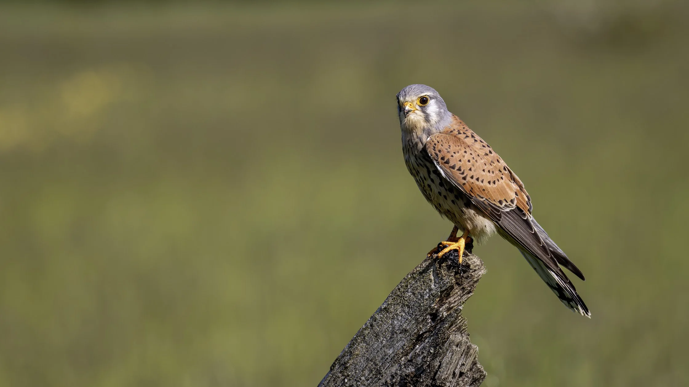 Kestrel