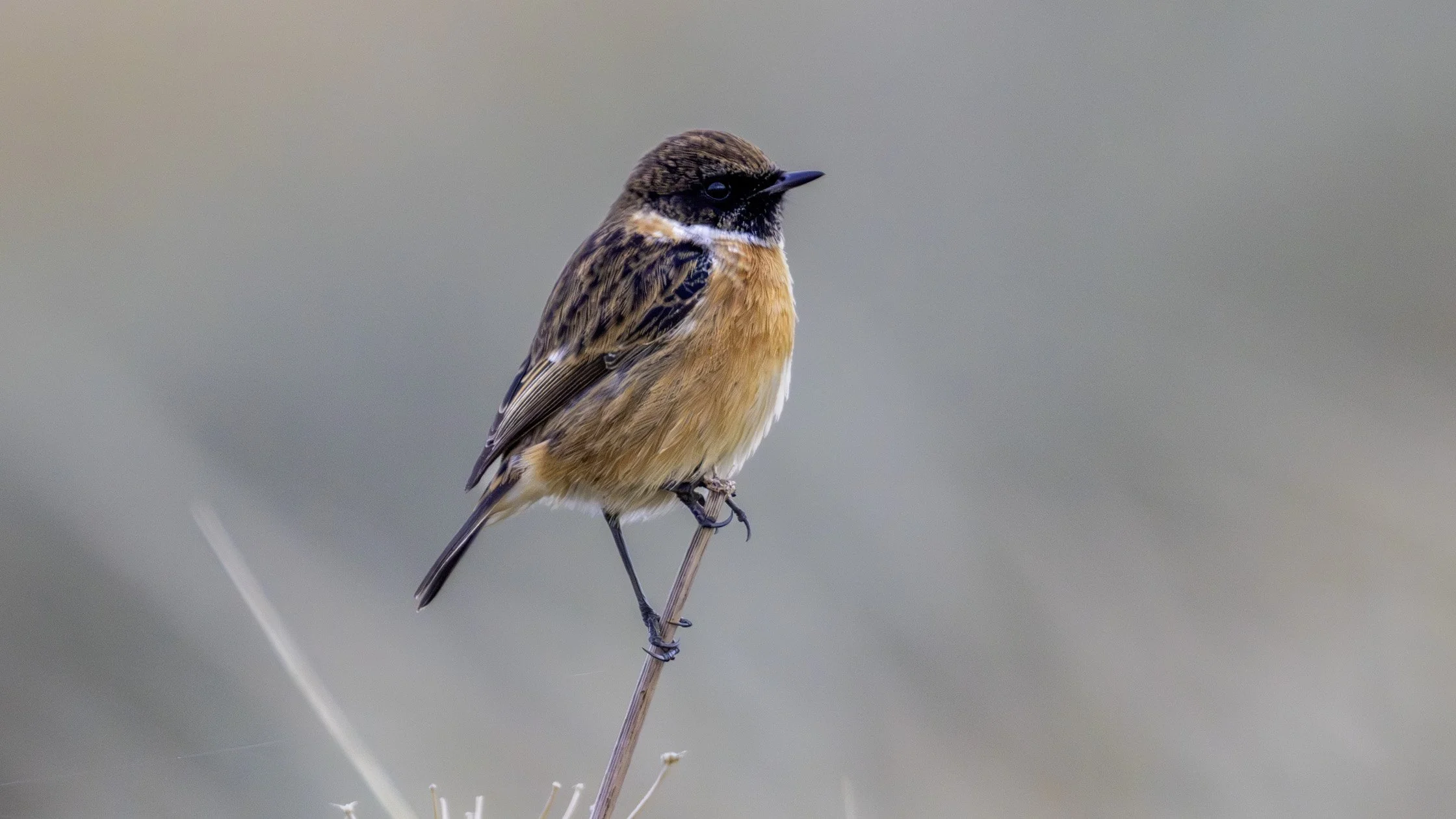 Stonechat (Male)