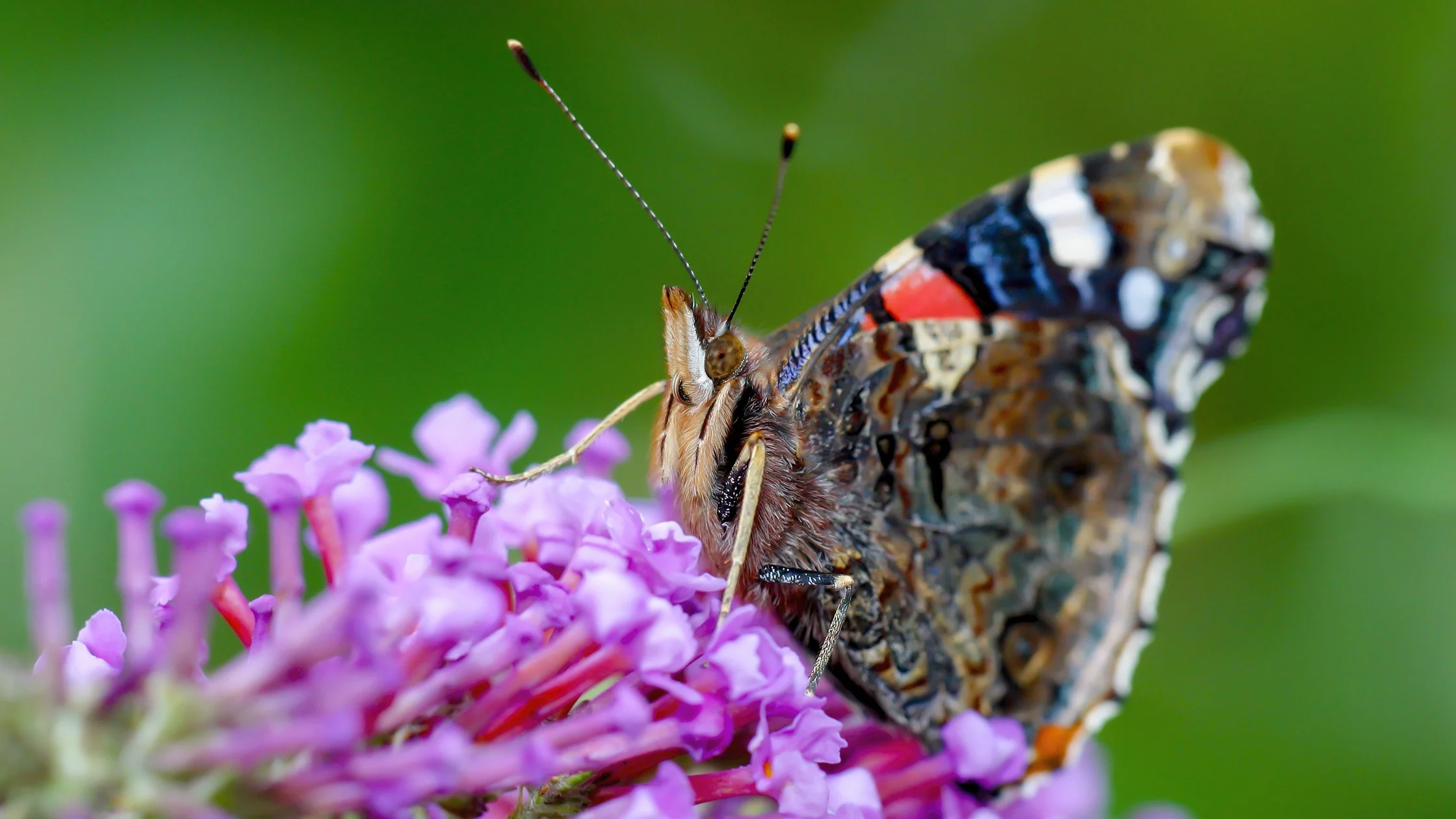 Close-up of a colorful butterfly perched on pink flowers with a blurred green background.
