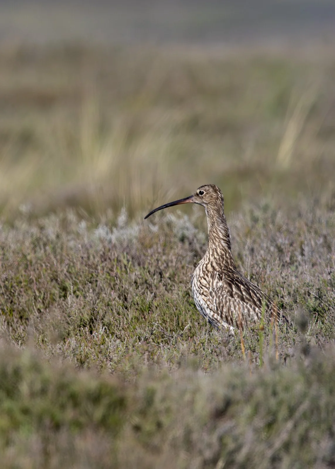 A long-legged bird with a long, curved beak standing in a grassy, open landscape.