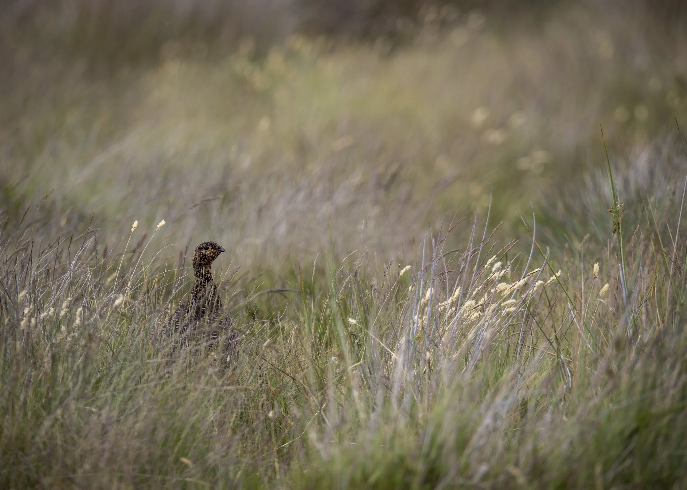Red Grouse
