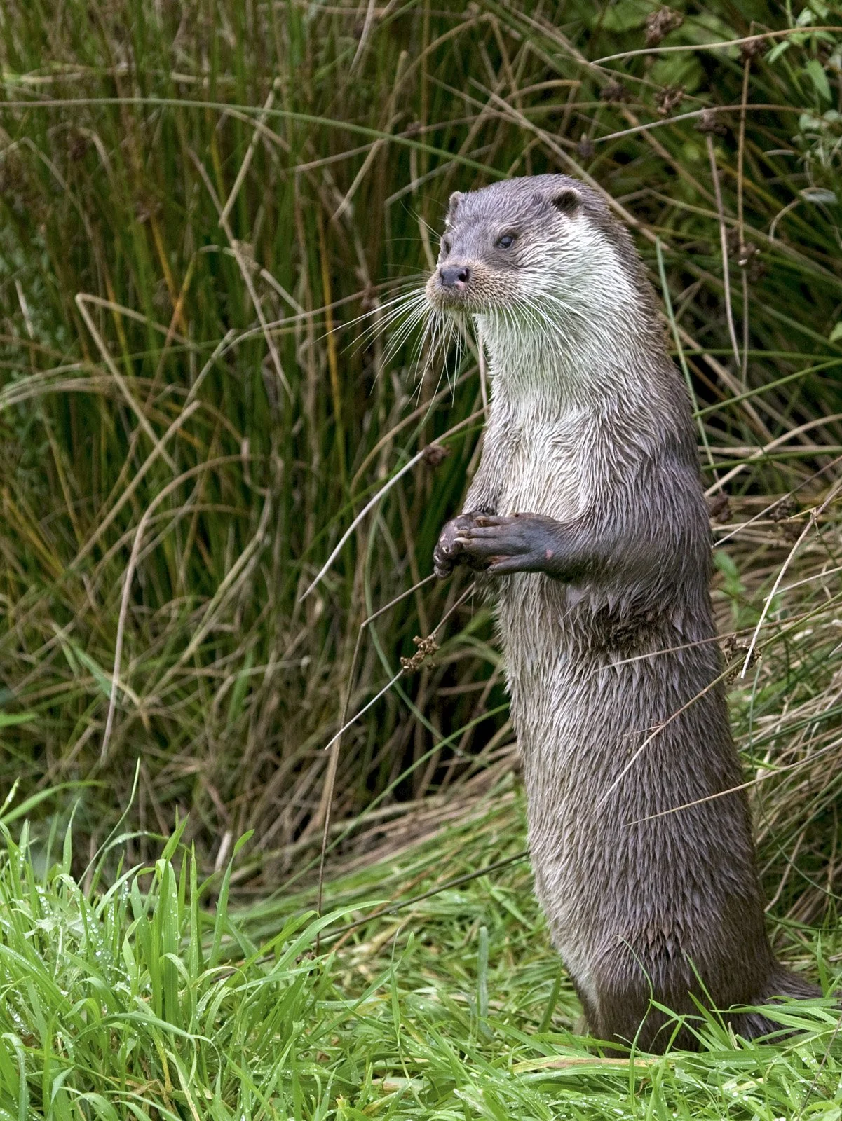 A standing otter in a grassy area with dense green plants behind it.