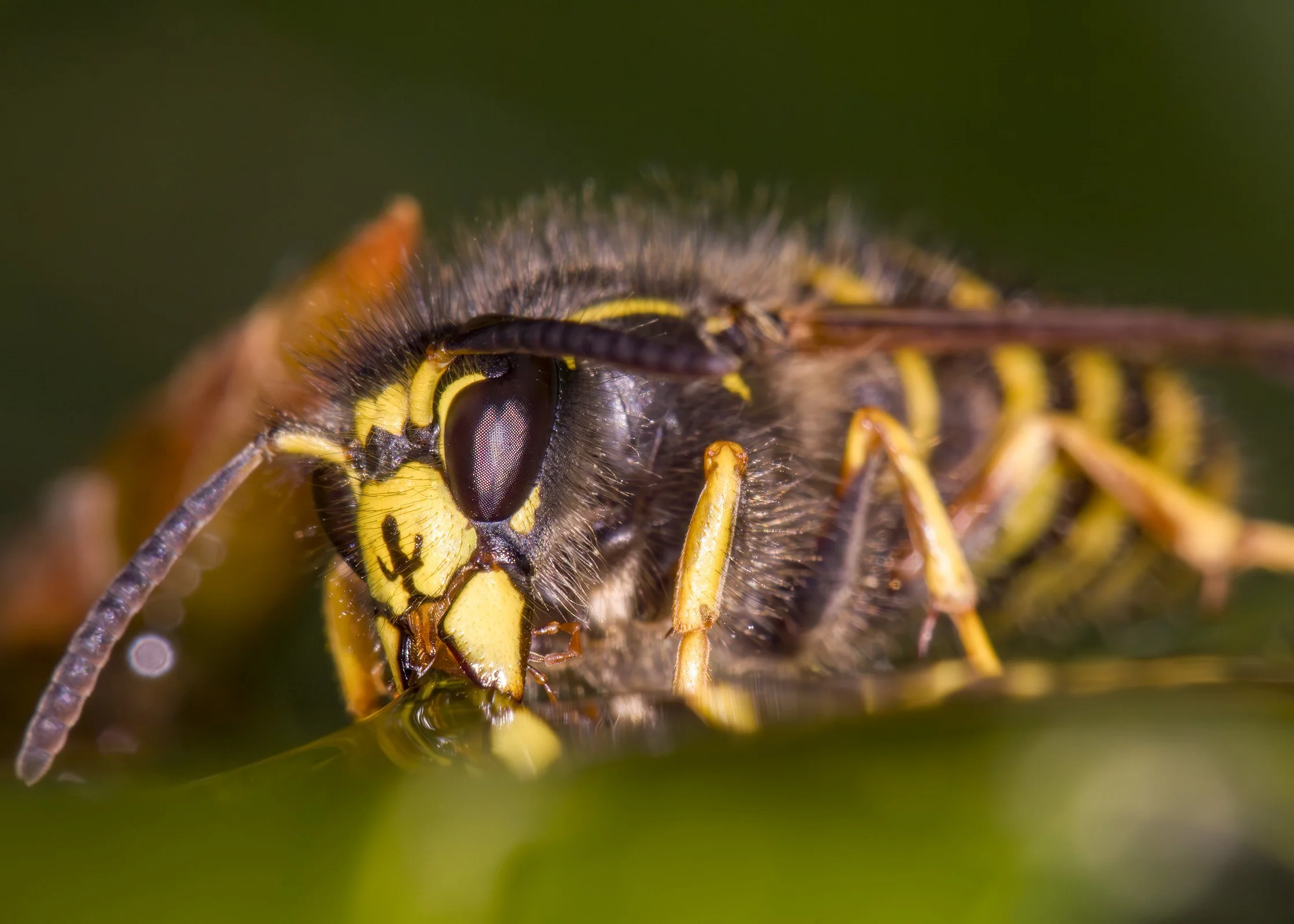 Close-up of a wasp drinking water from a leaf.