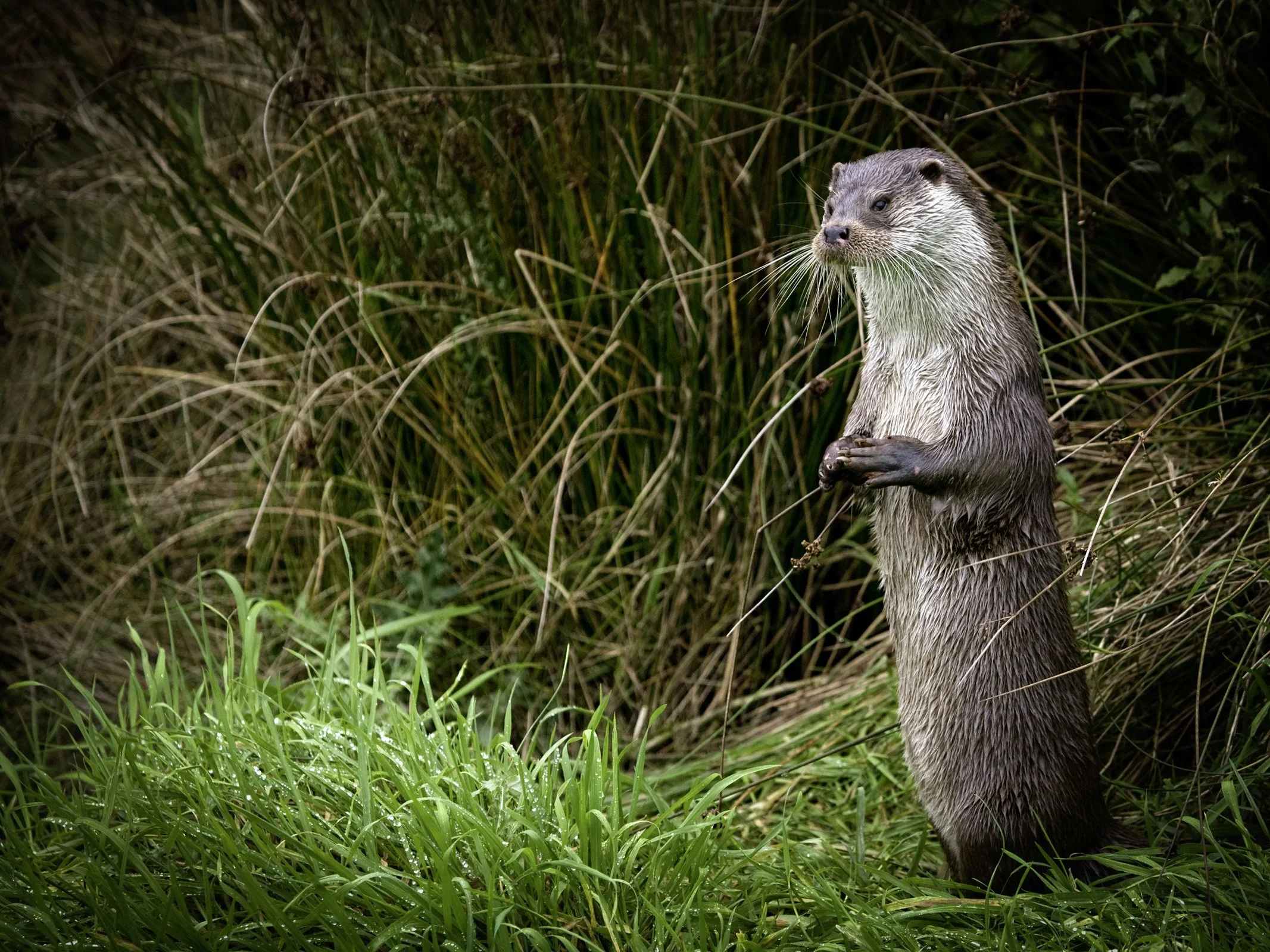 Otter