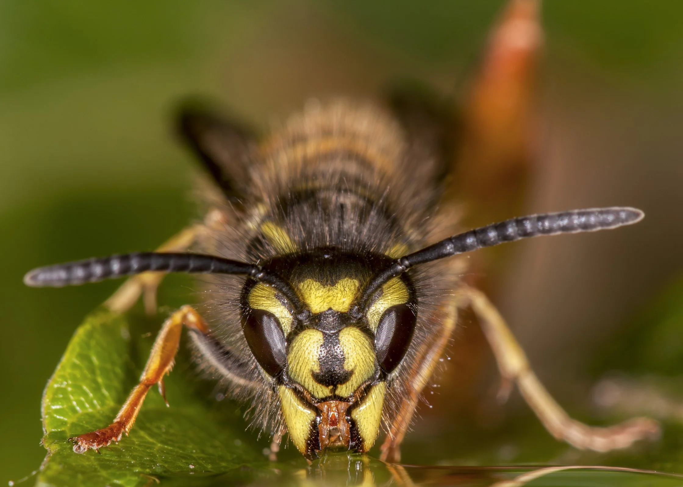 Close-up of a wasp on a green leaf.