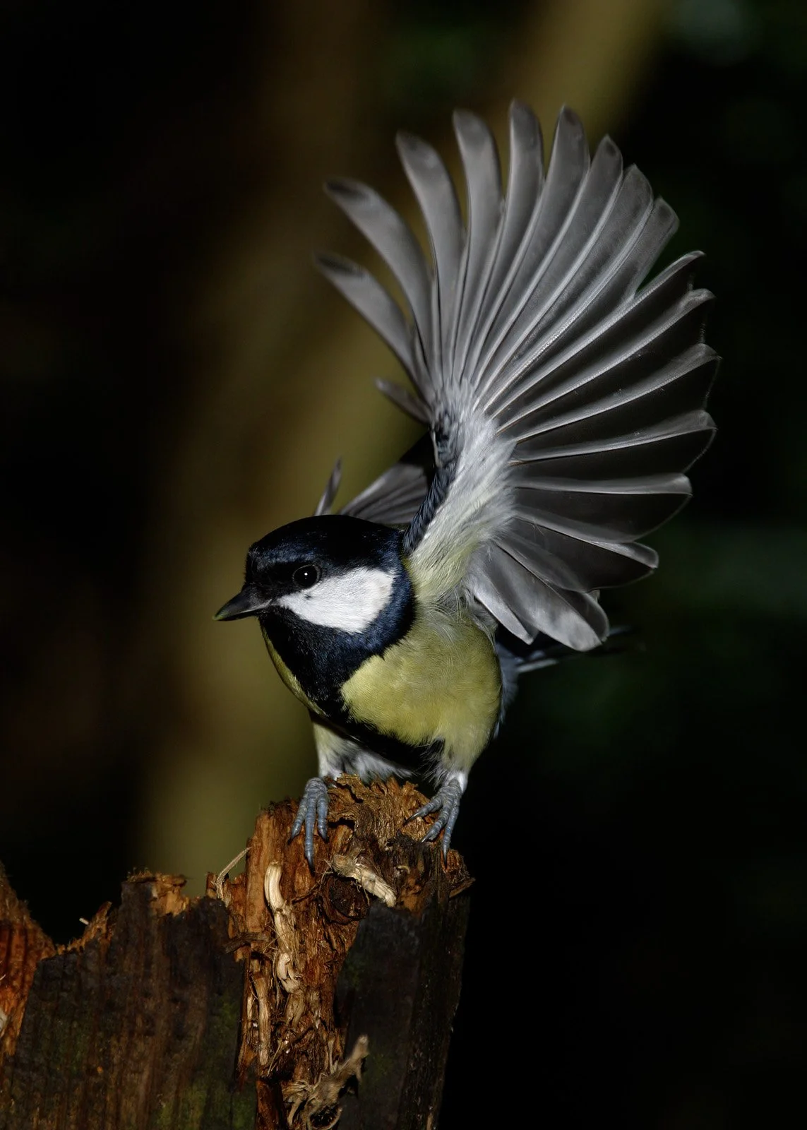 Great Tit