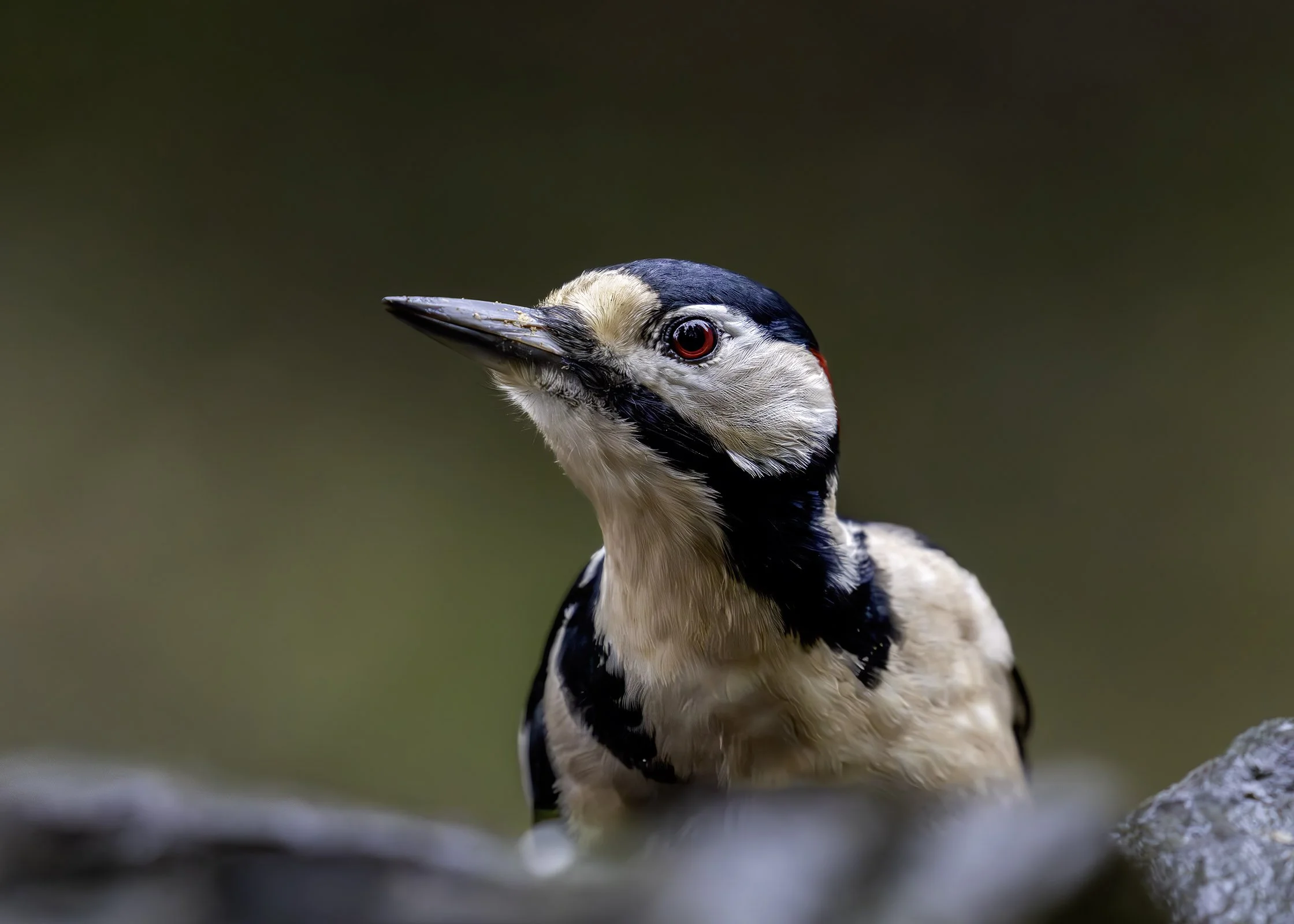 Great Spotted Woodpecker