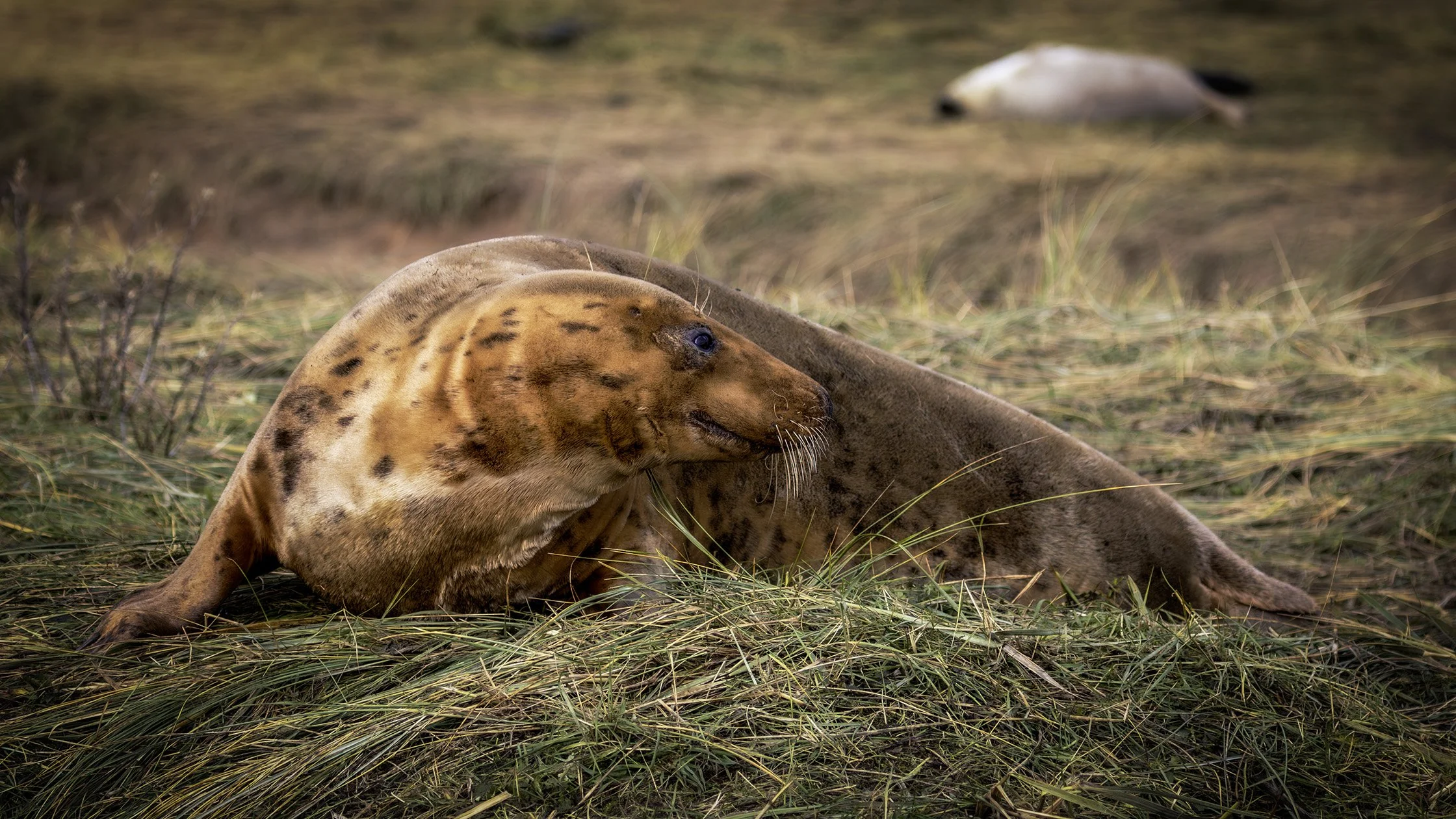 Grey Seal: Cow