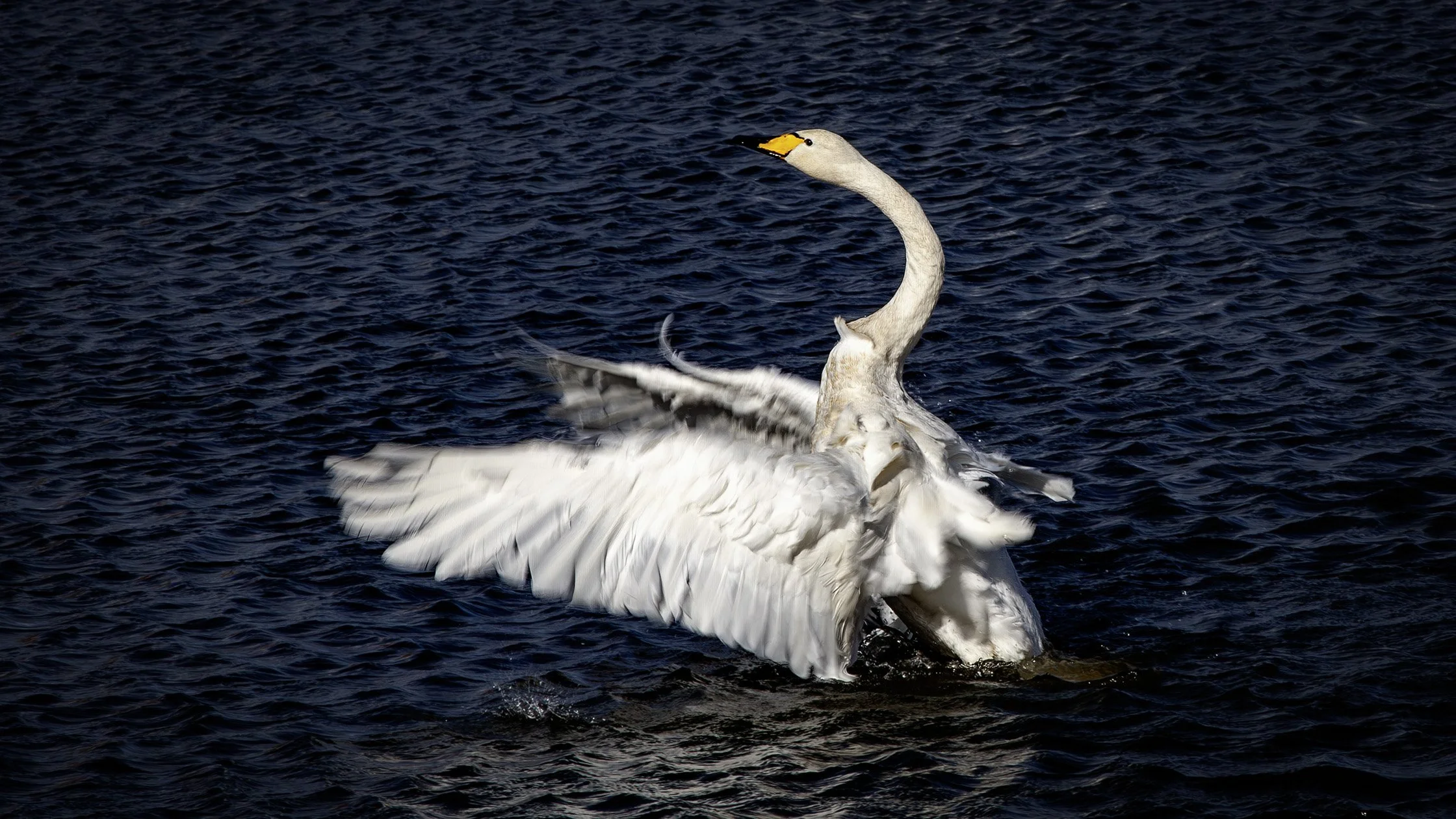 Whooper Swan