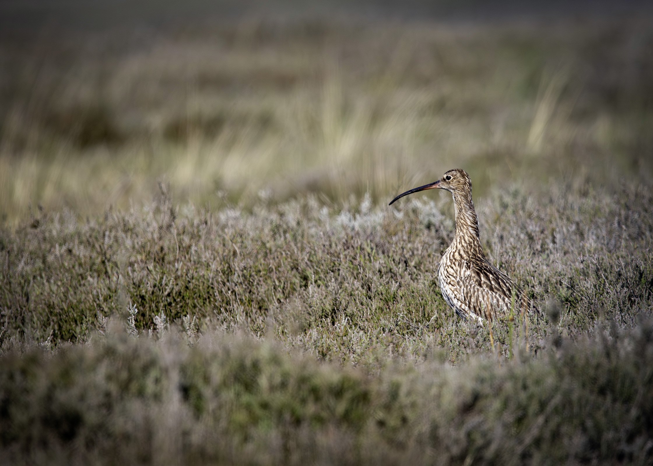 Curlew