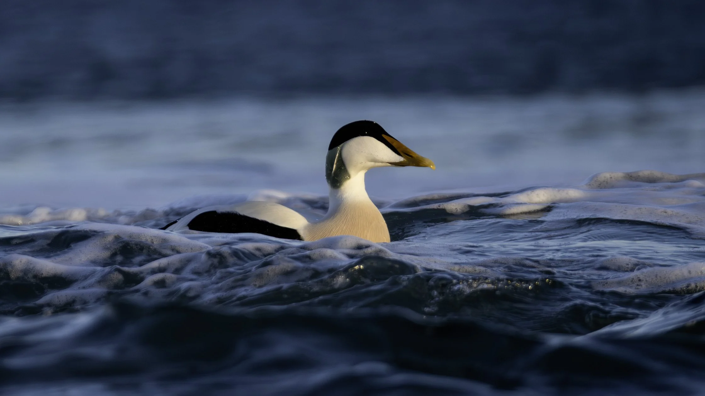 Eider Duck (Male)