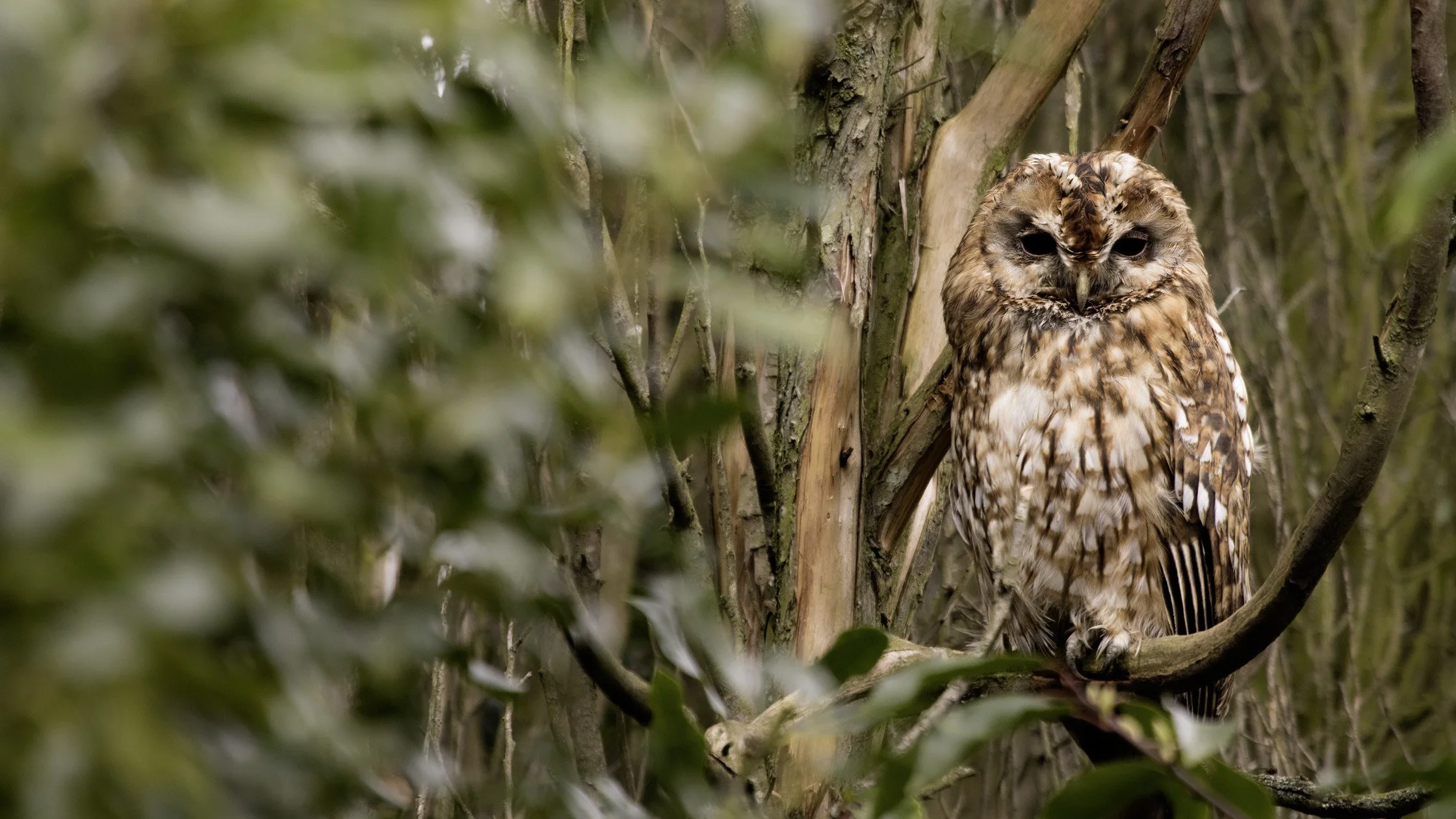 Tawny Owl