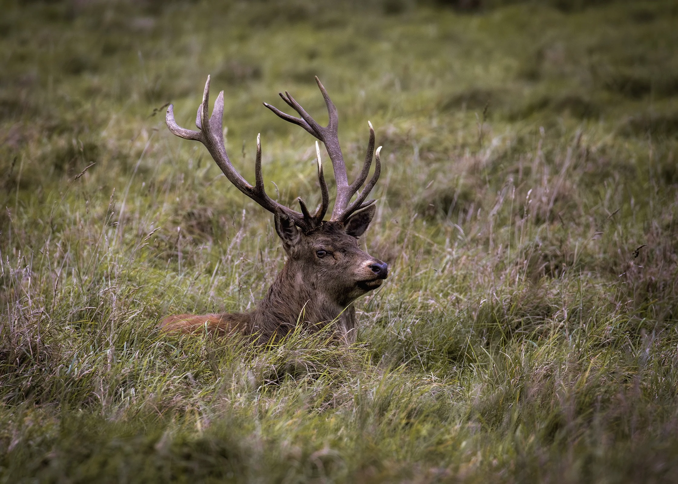 Red Deer: Stag