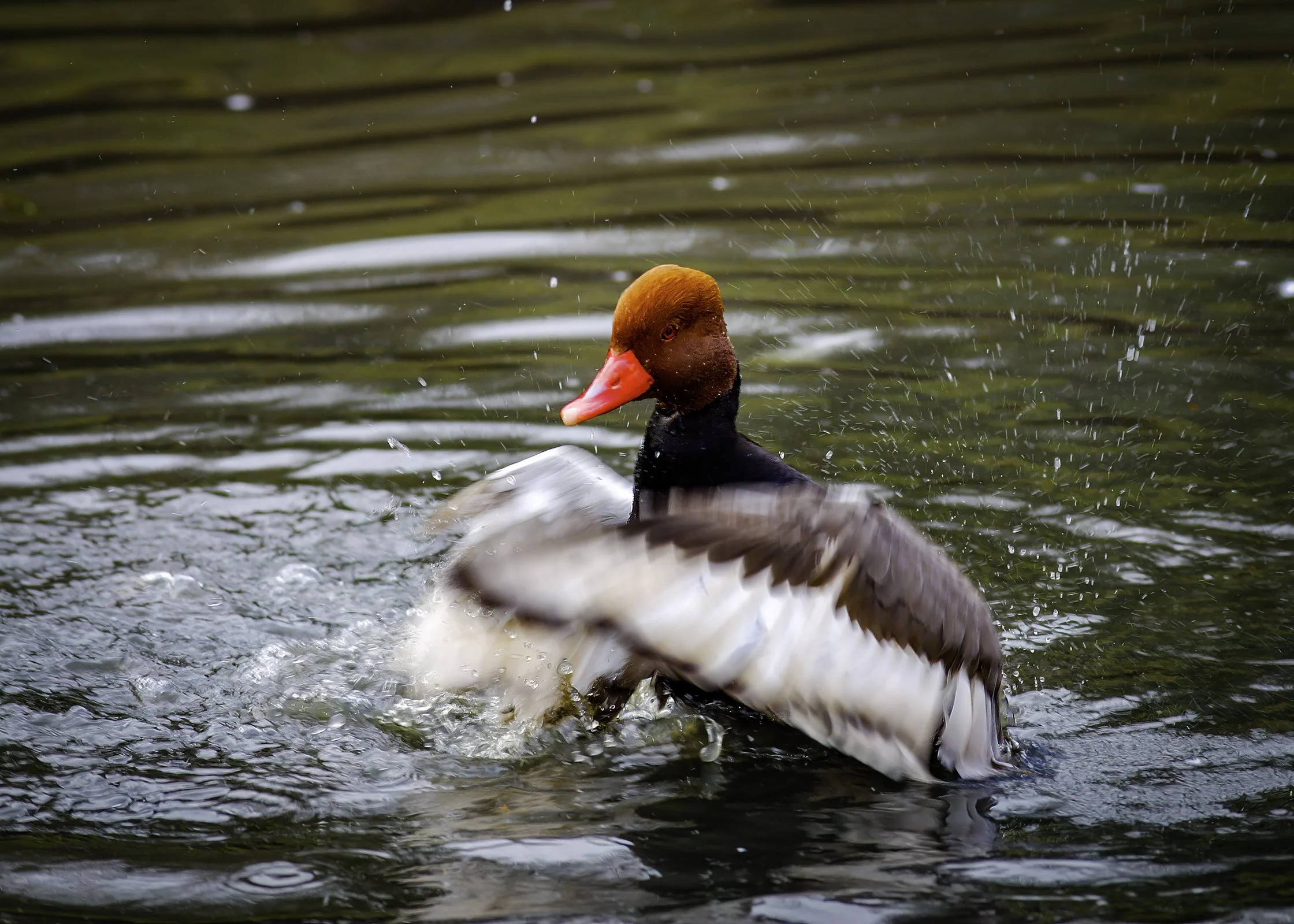 Red Crested Polchard