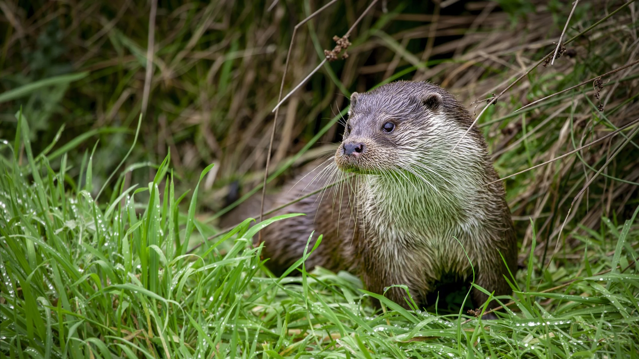 A curious otter sitting among green grass and plants near a thicket of dried grass and reeds.