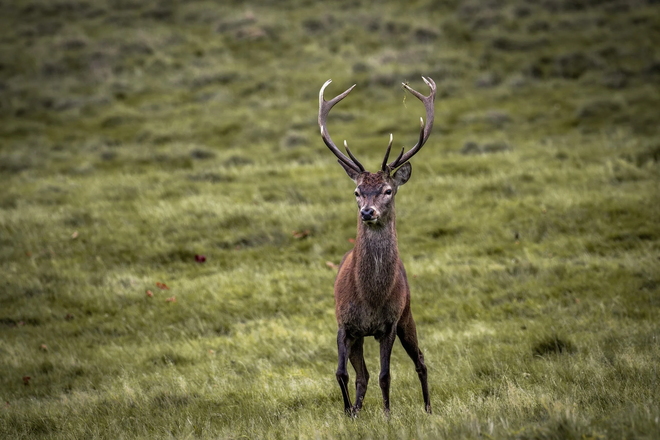 Red Deer: Stag