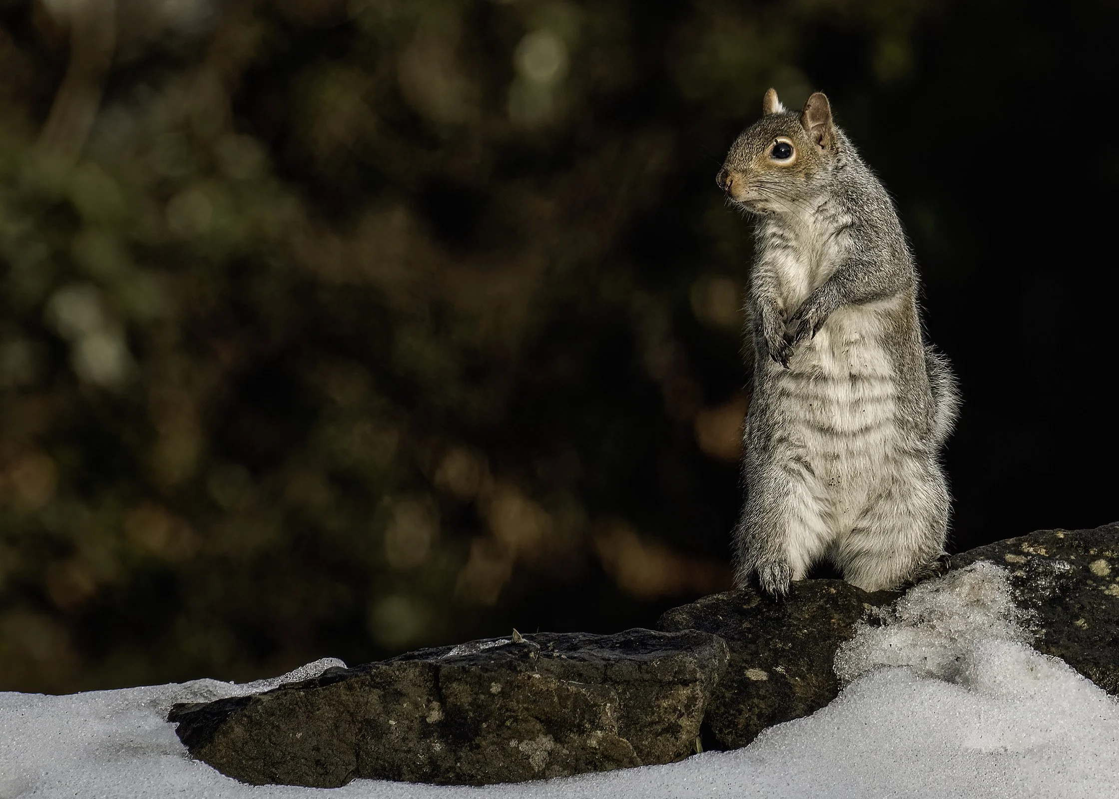 Grey Squirrel