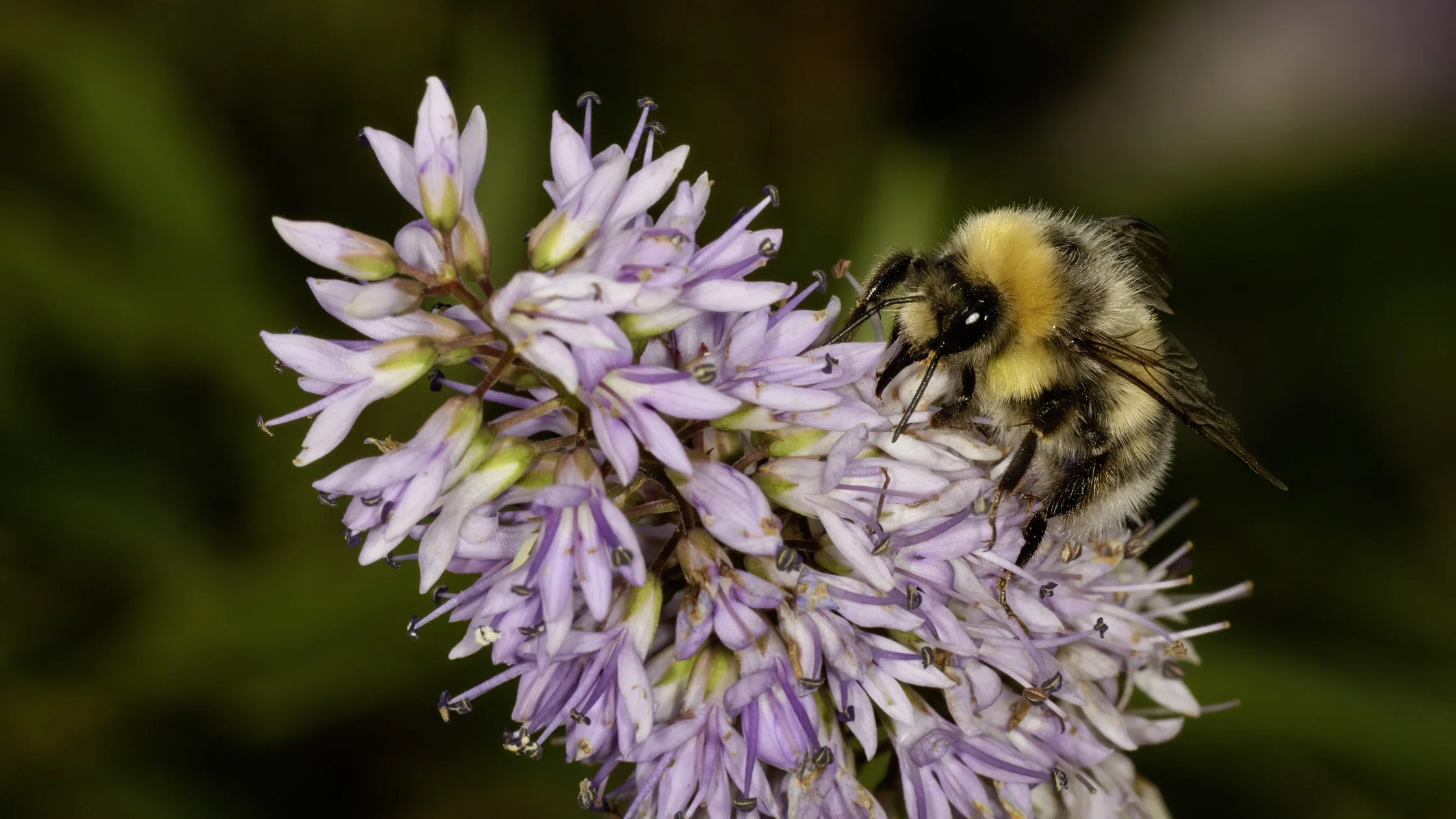 A close-up of a bee on a cluster of light purple flowers.