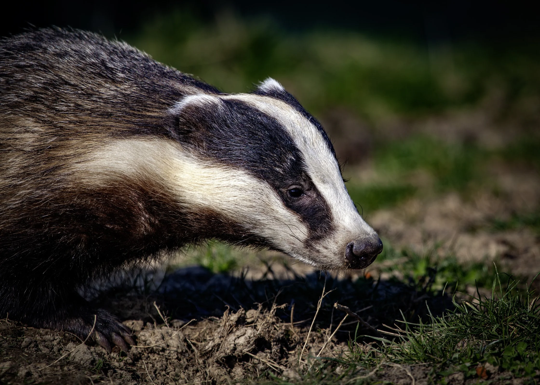 Badger