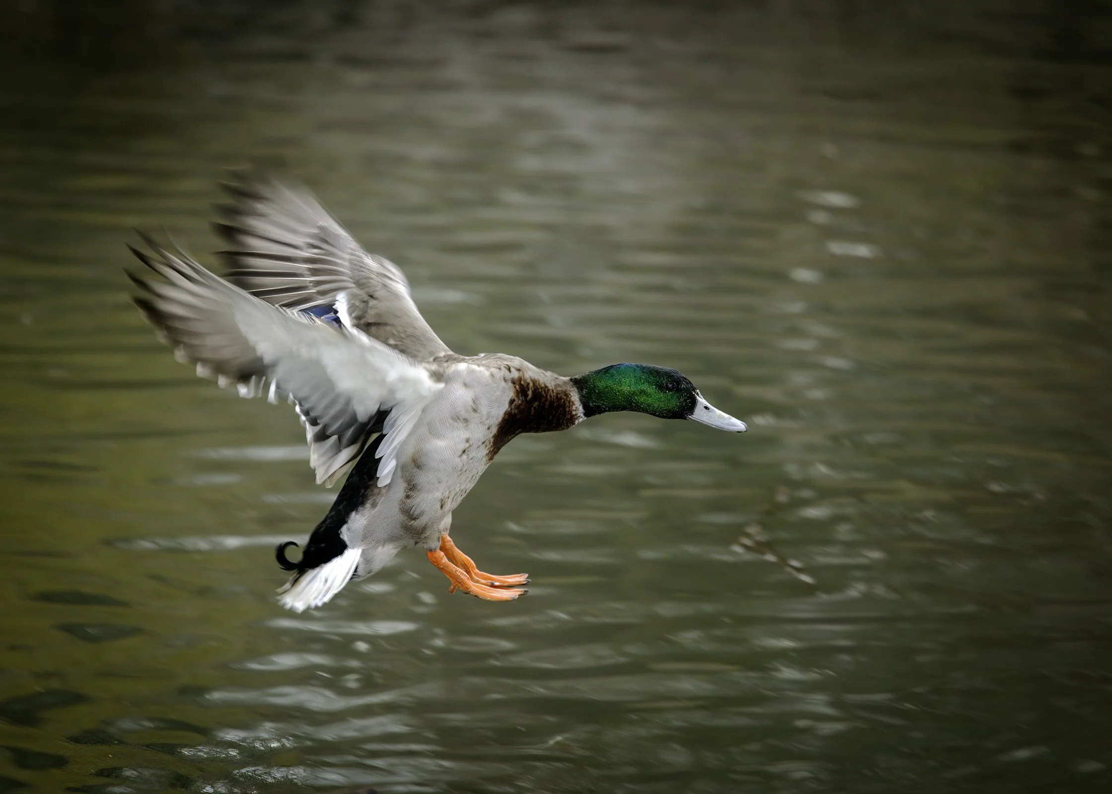 Mallard Duck