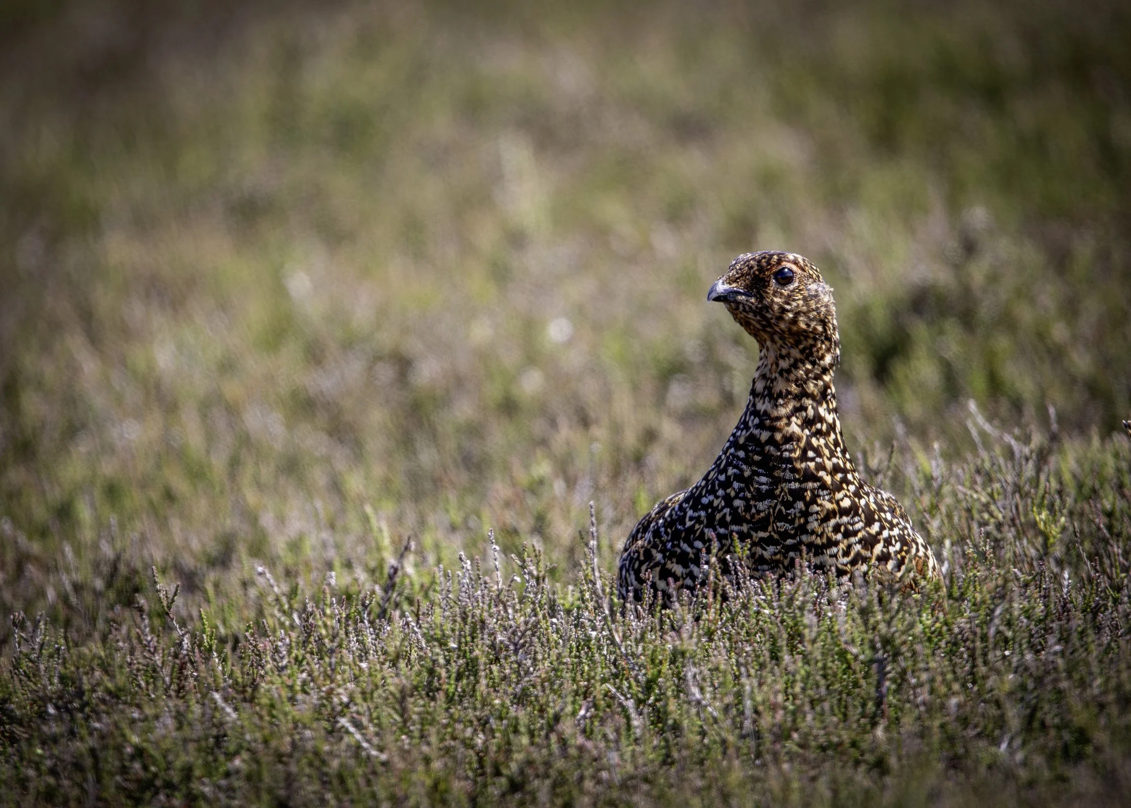 Red Grouse