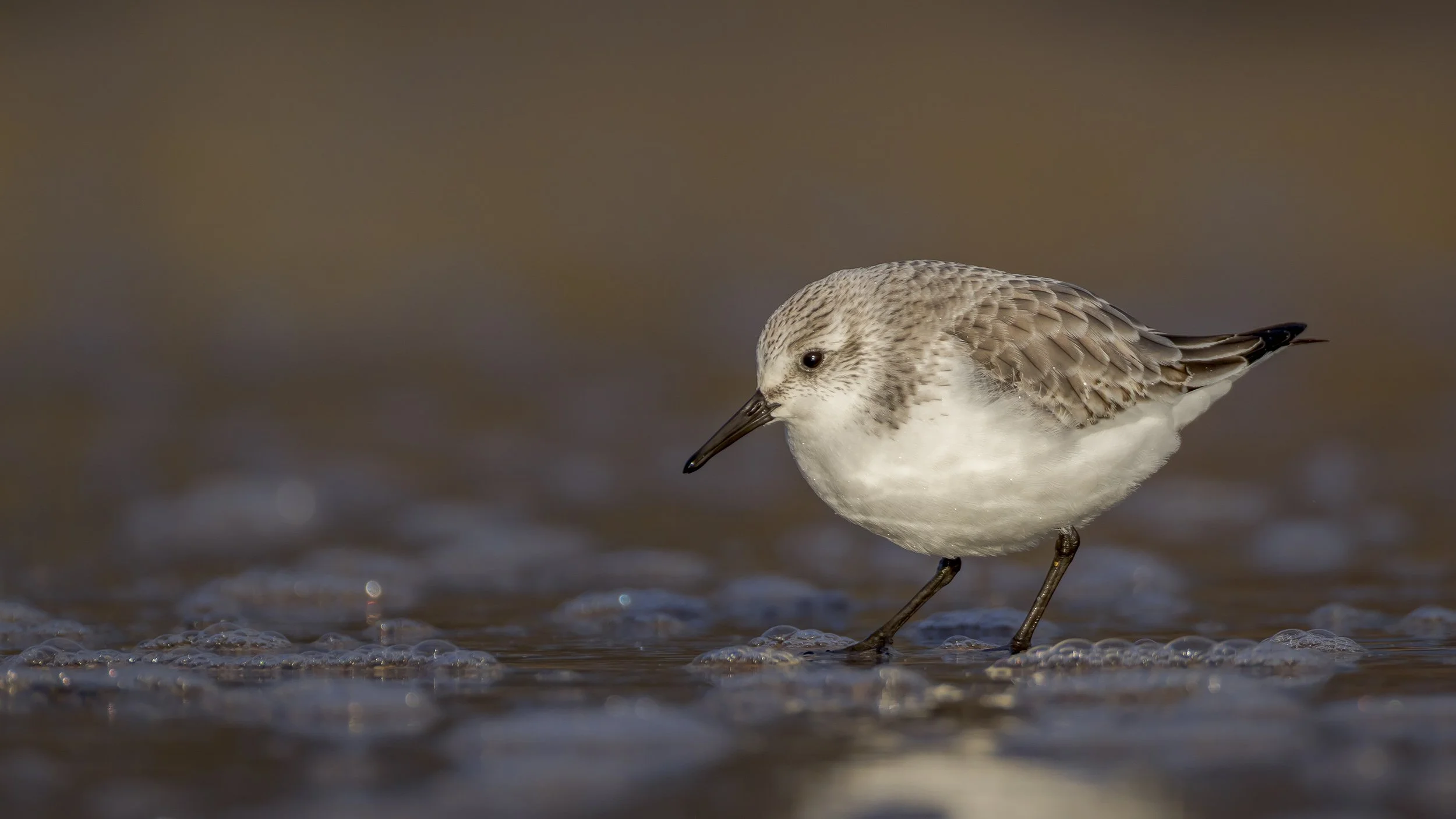 Sanderling Home 020 Processed.jpg