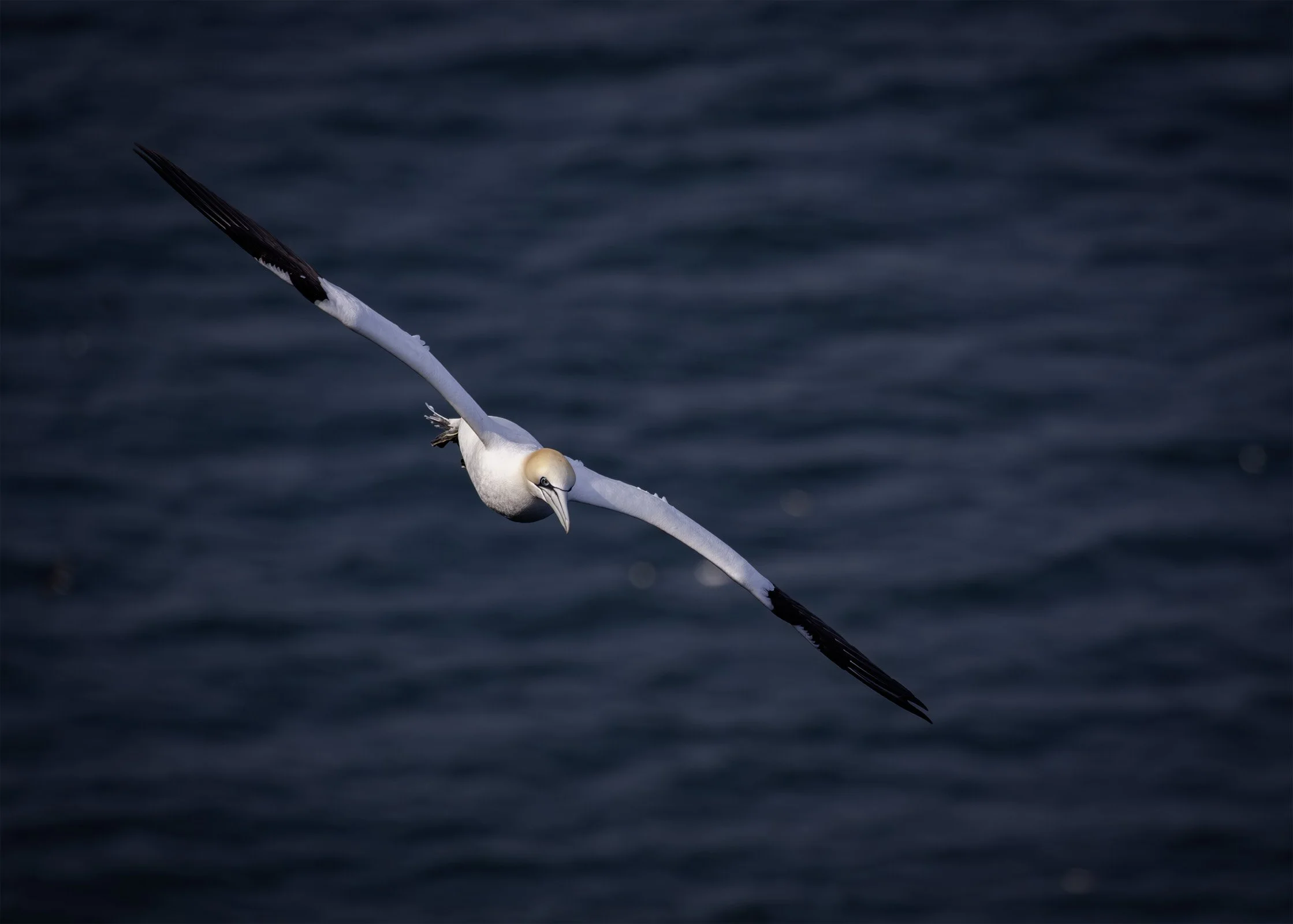 Gannet
