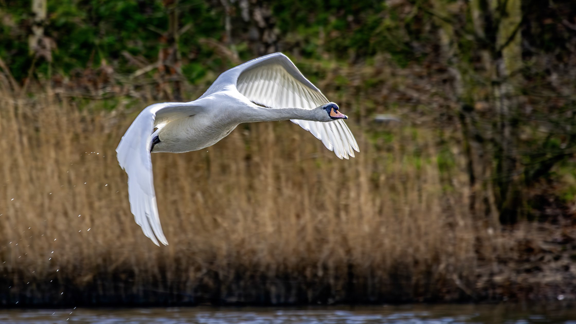 Mute Swan