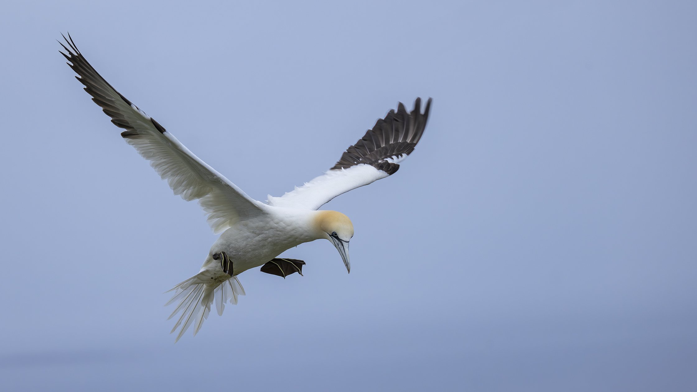 European Gannet