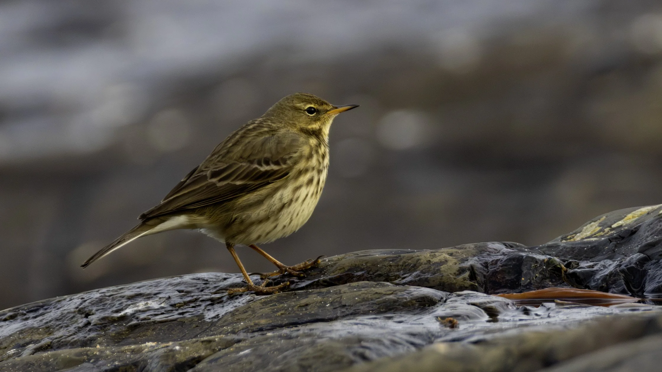 Meadow Pipit