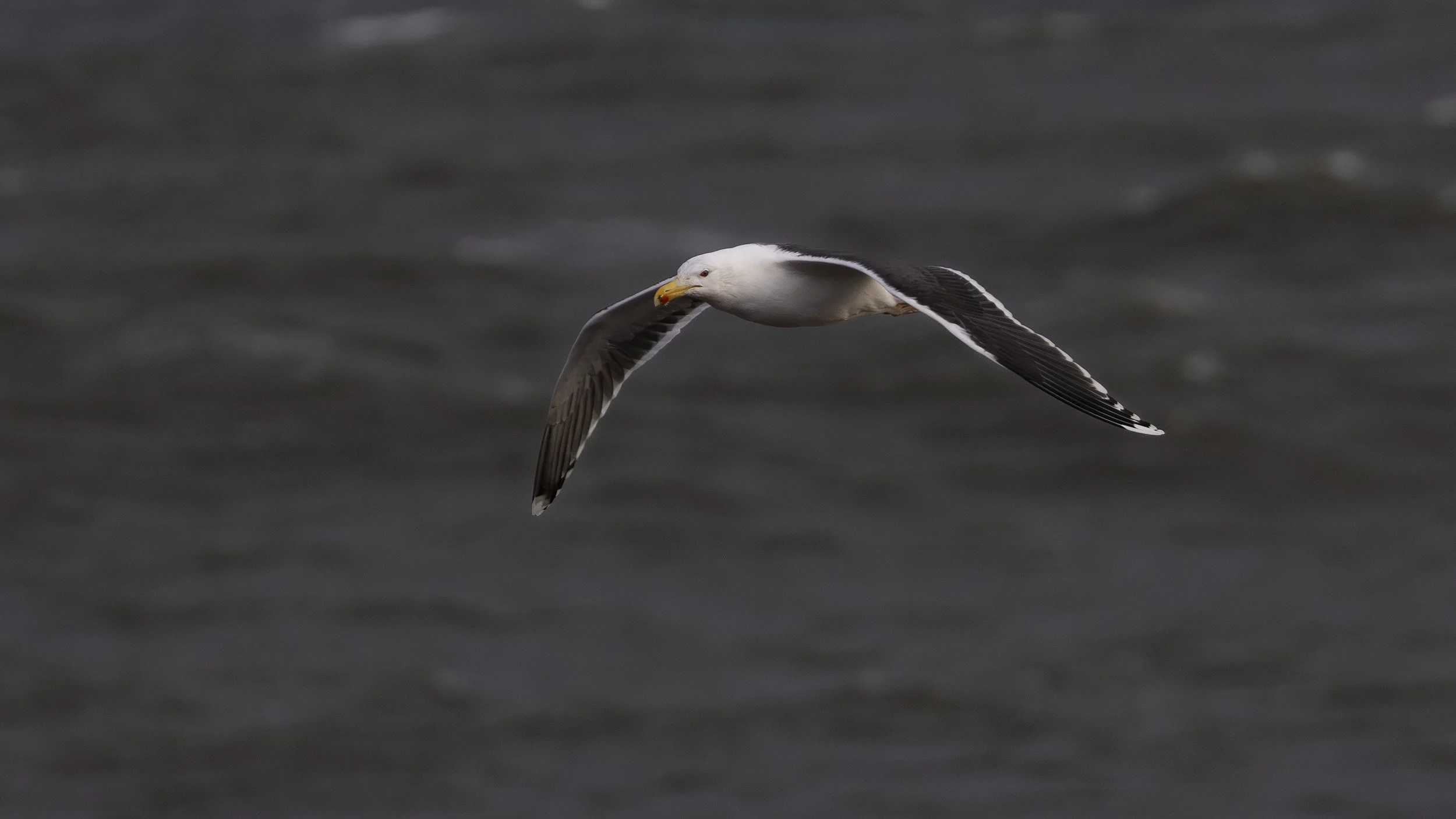 Great Black Backed Gull (worlds largest gull)
