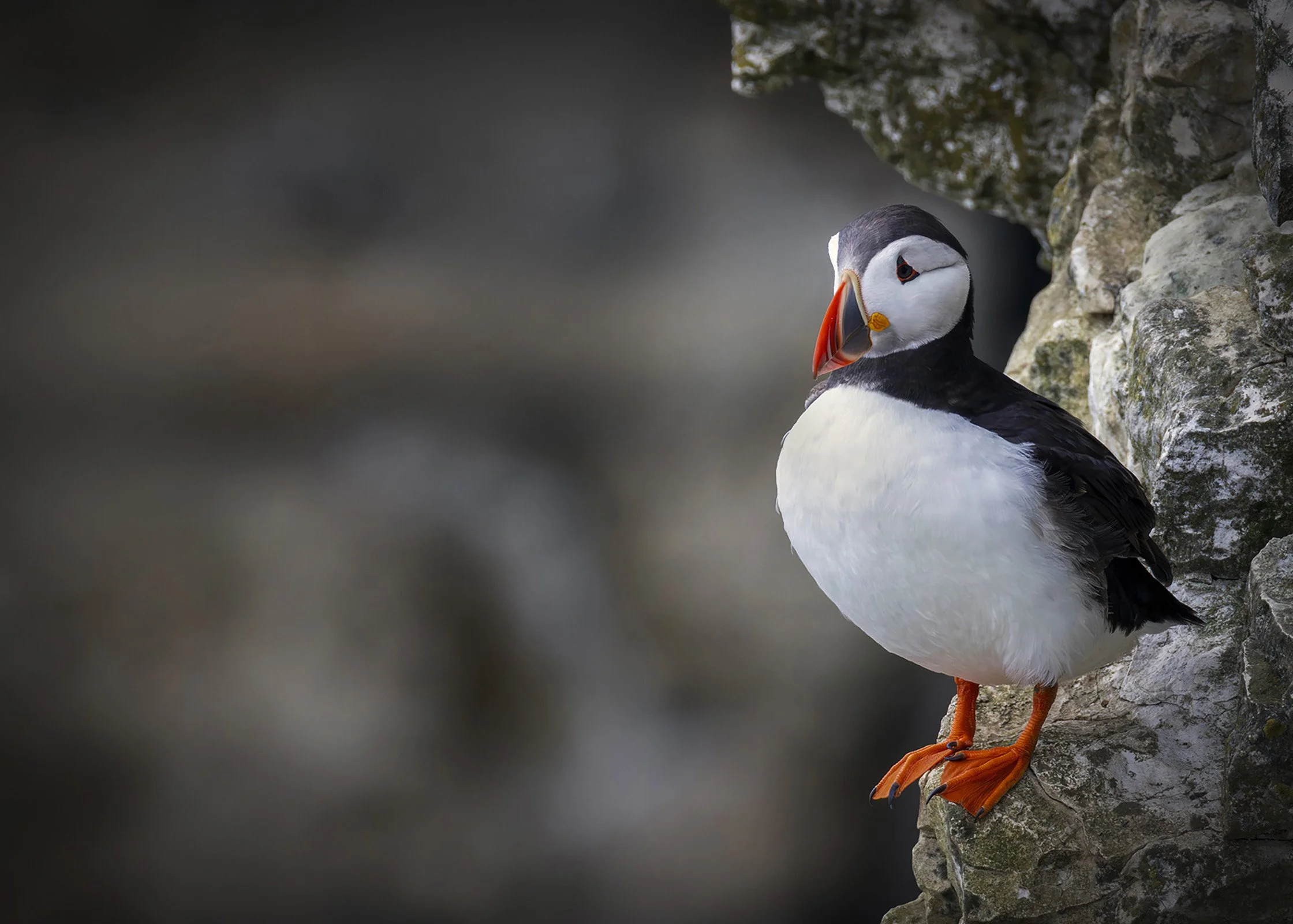 Puffin