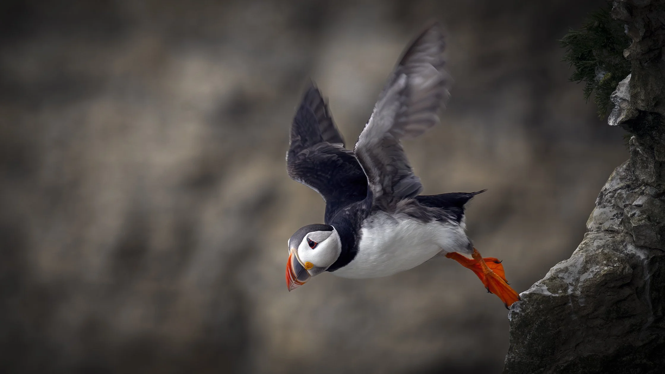 Puffin 003 wide.jpg