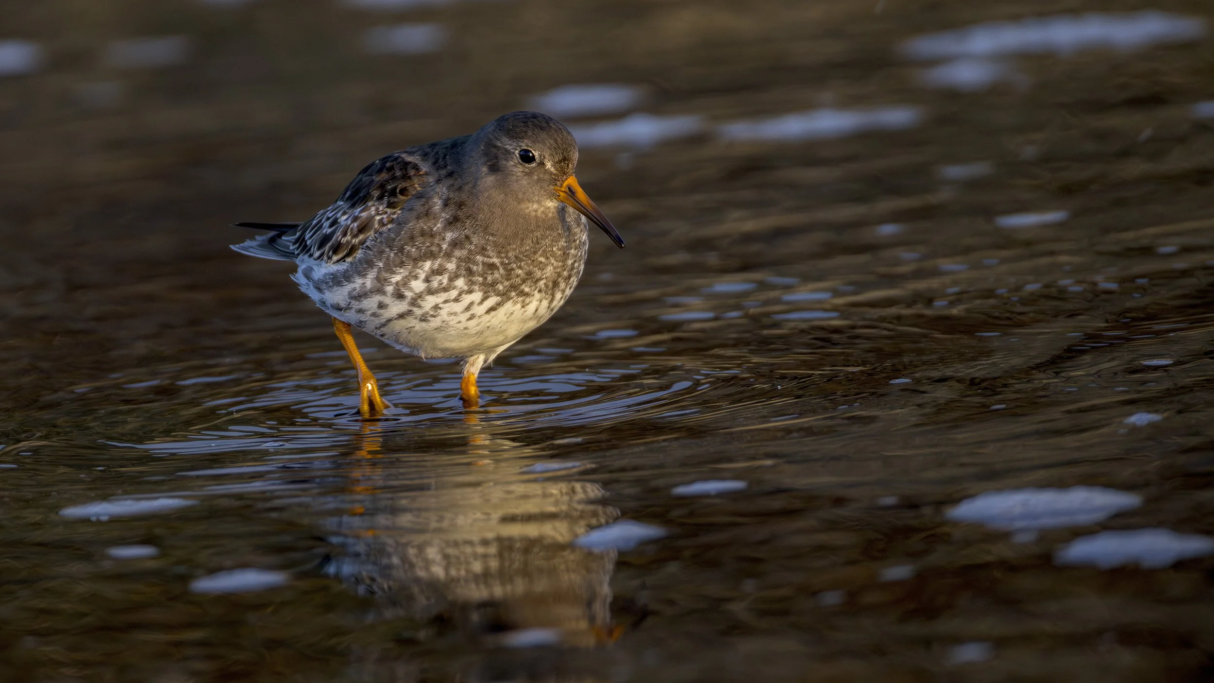 Purple Sandpiper