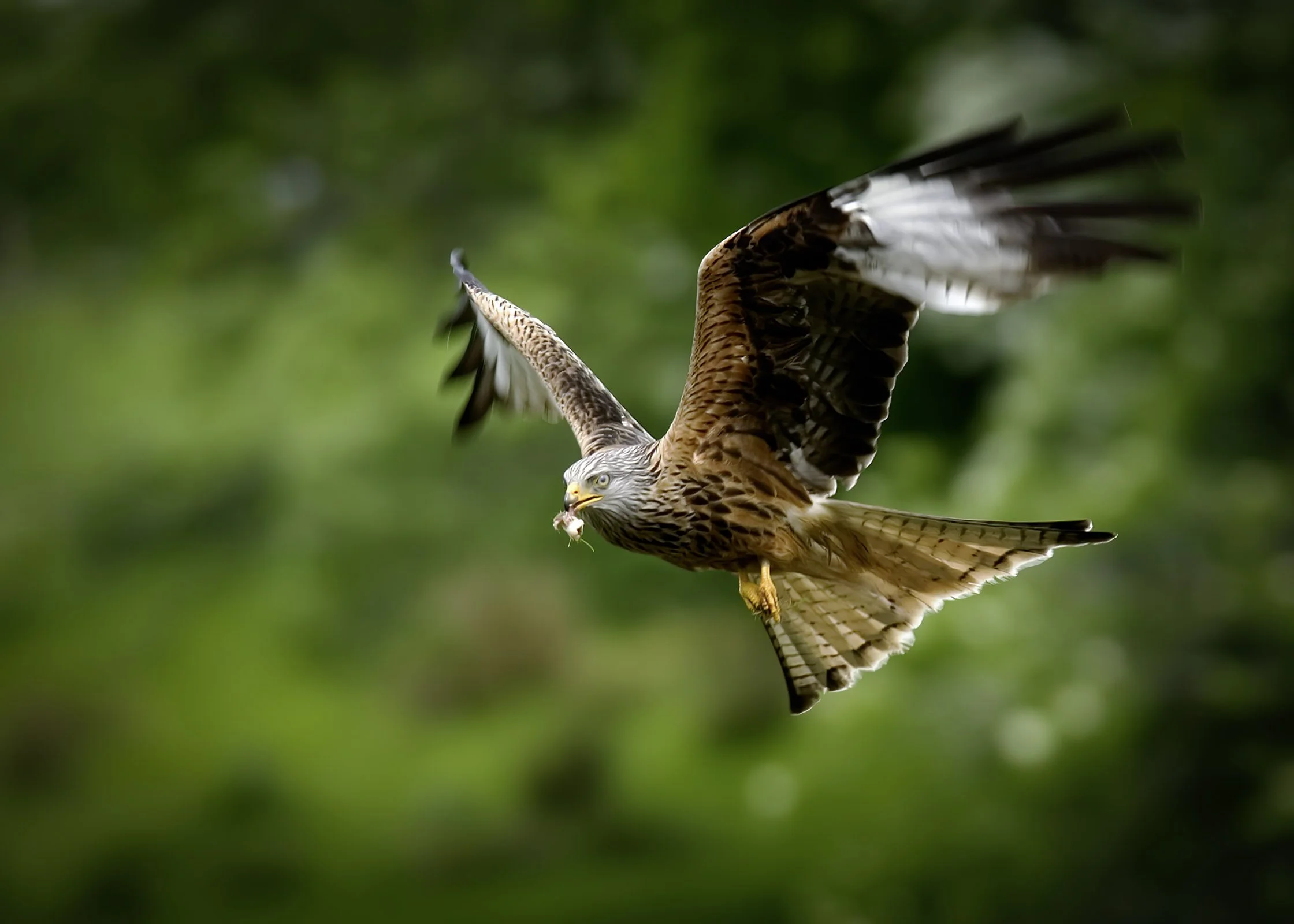 A bird of prey, possibly a hawk, flying through the air with a small prey in its beak, against a blurred green forest background.