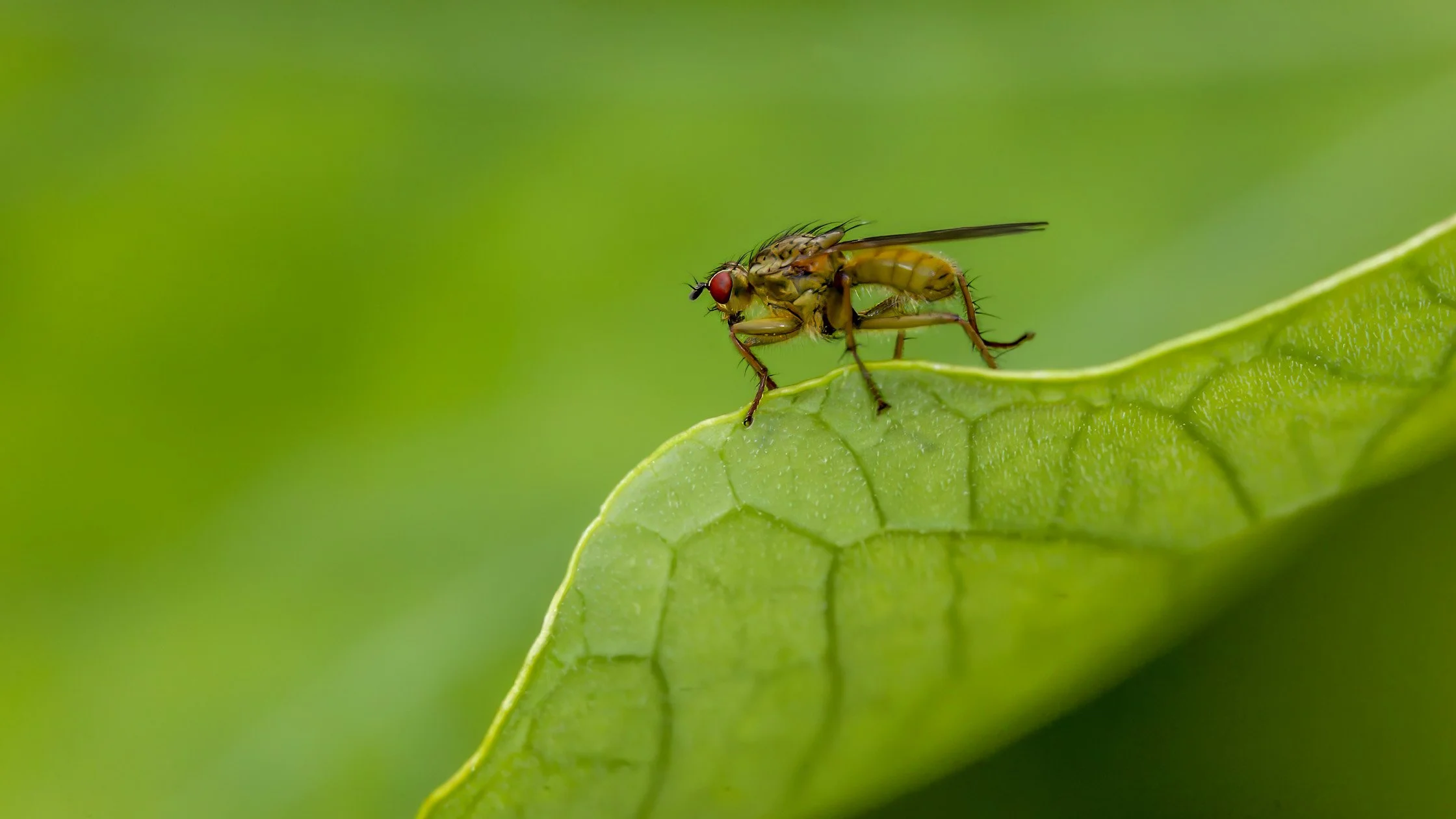 A close-up of a small fly with red eyes perched on the edge of a green leaf, with a blurred green background.
