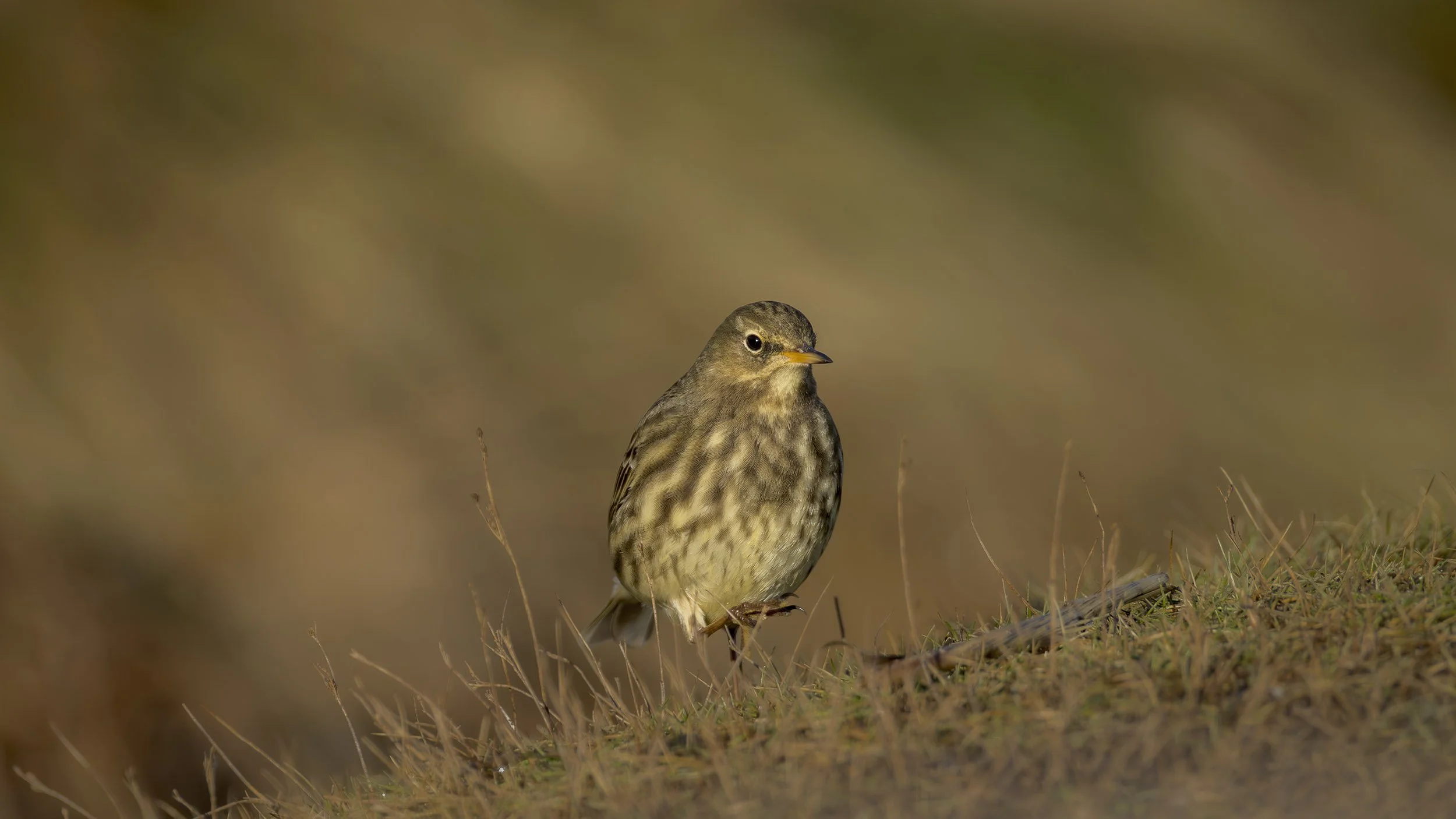 Meadow Pipitt 010.jpg