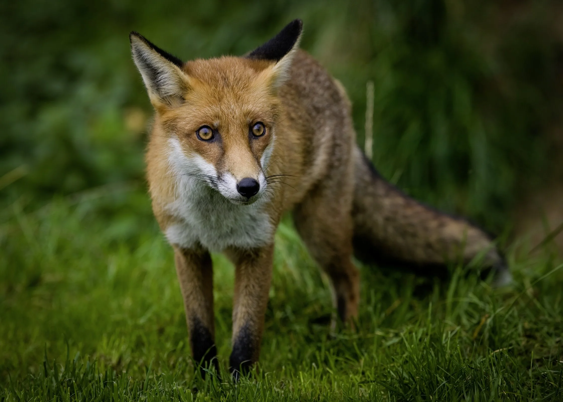 Red Fox
