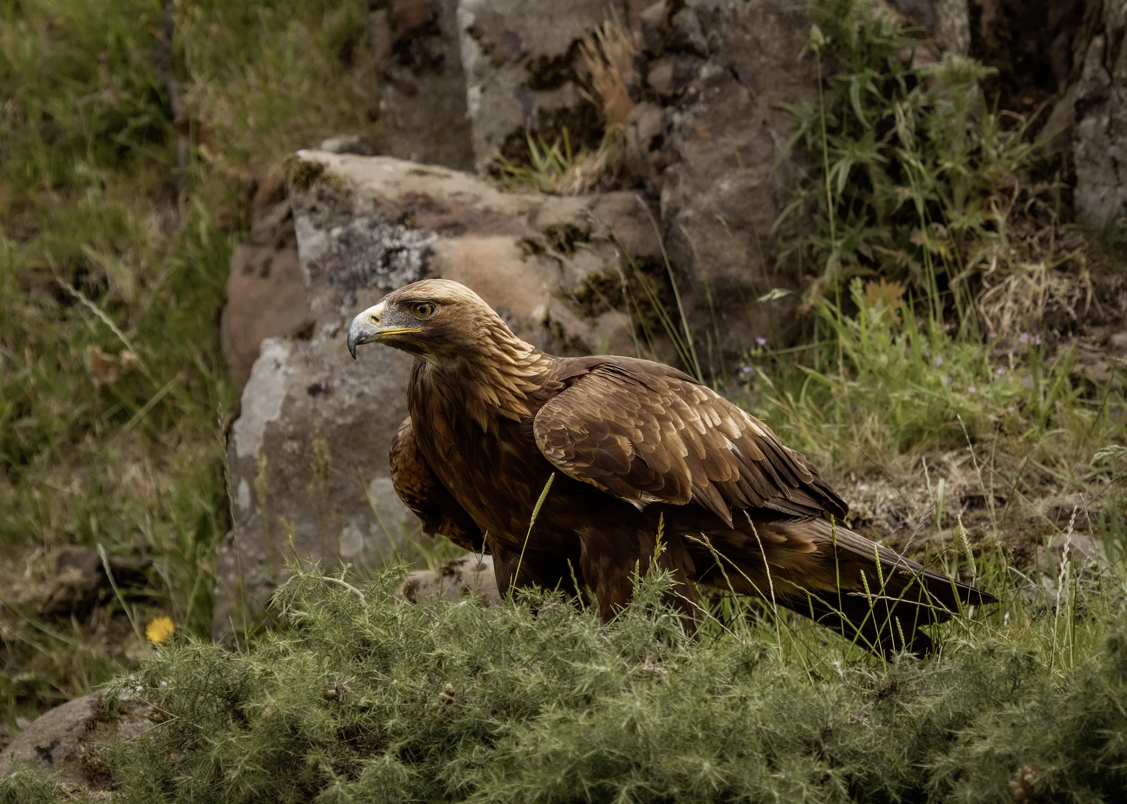 Golden Eagle