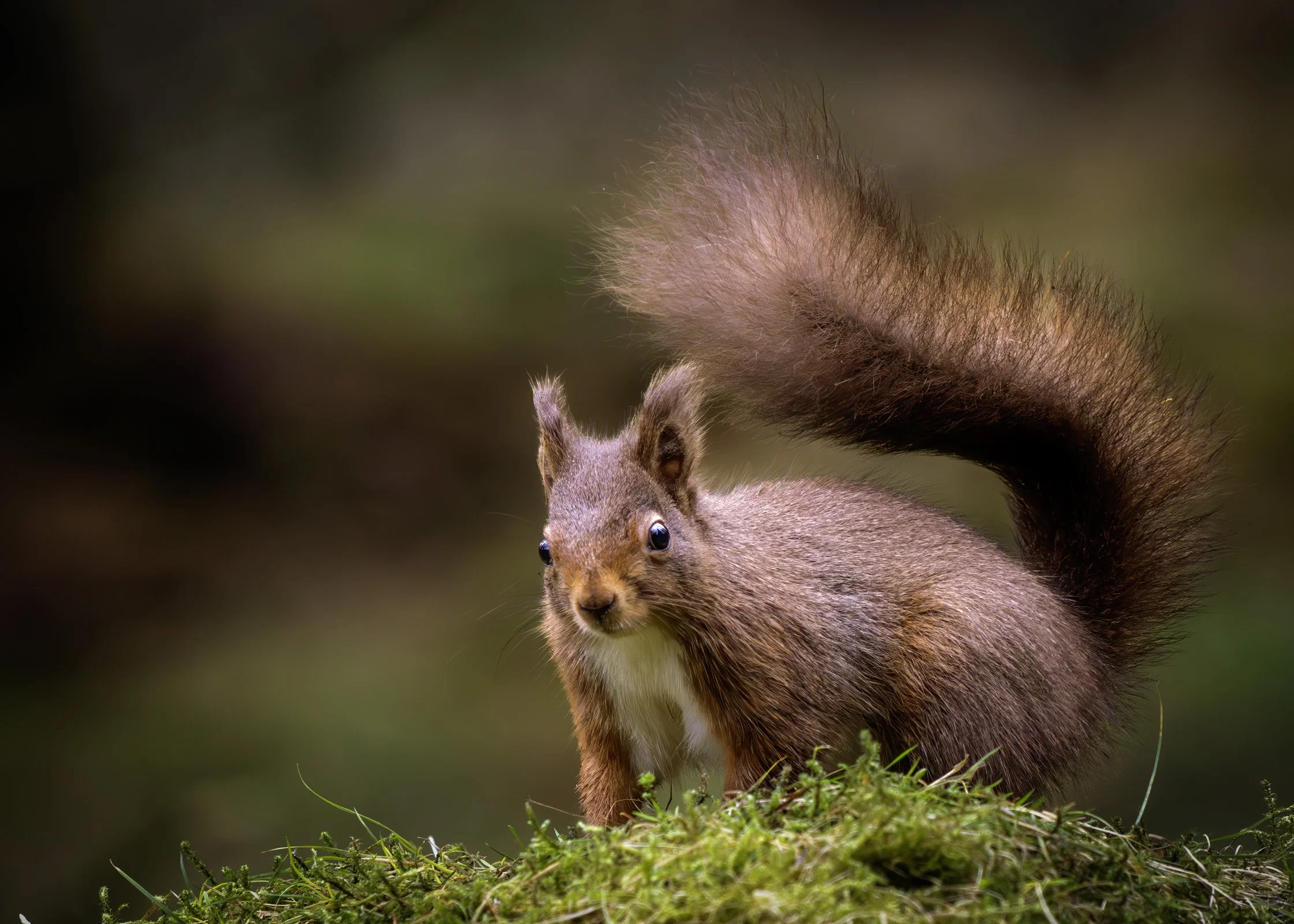 A squirrel standing on green moss with a blurred natural background.