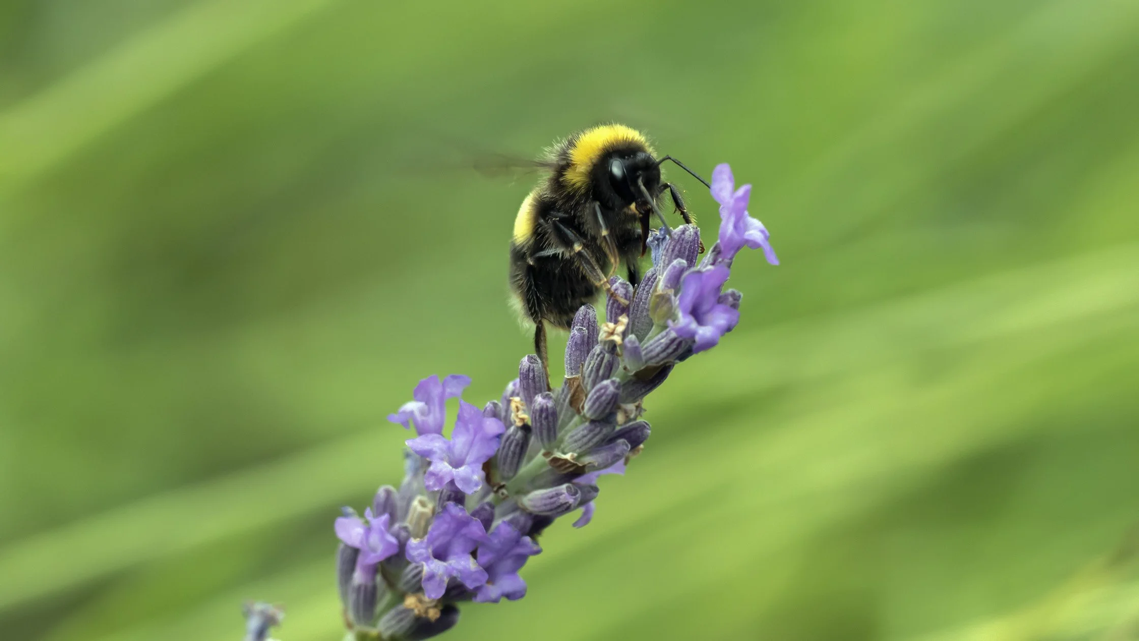 A close-up of a bumblebee with yellow and black stripes collecting nectar from purple lavender flowers on a green background.