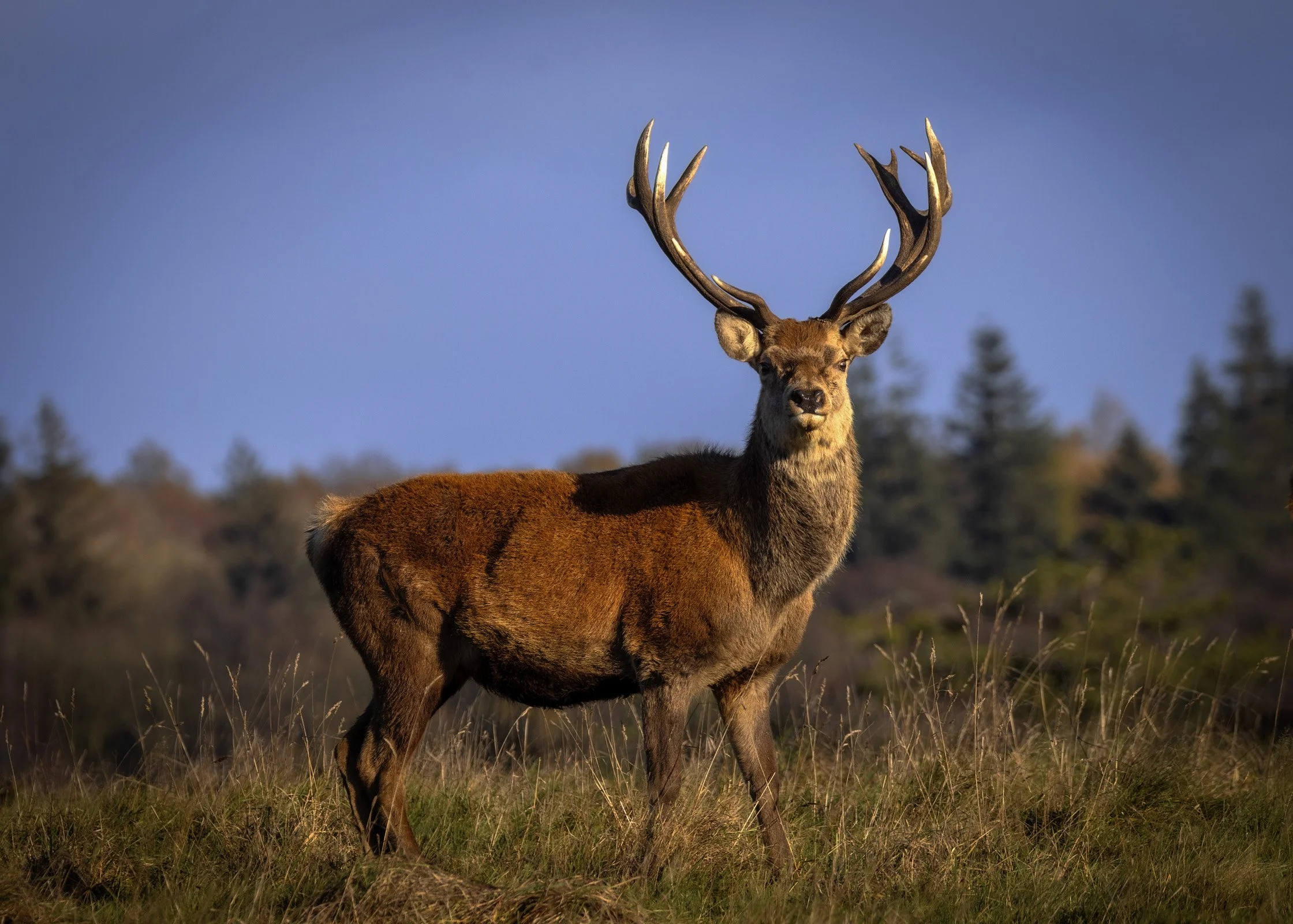 Red Deer: Stag