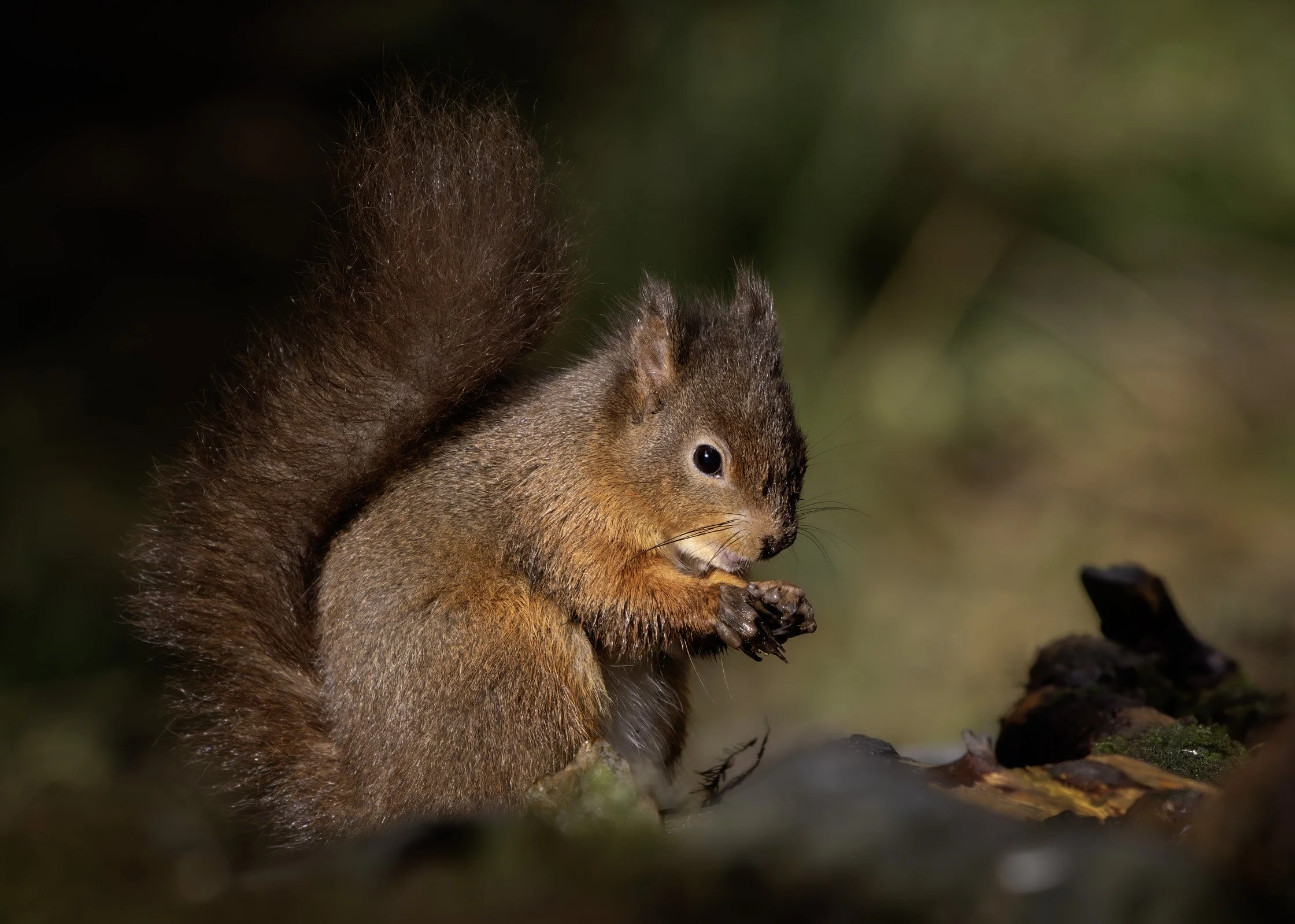 Red Squirrel