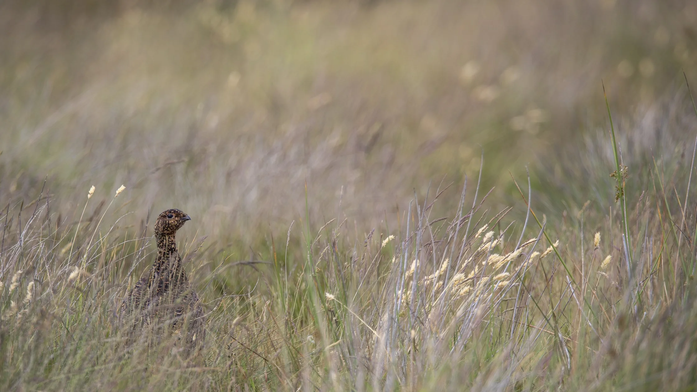 A small bird with a brown, speckled body and long neck, sitting quietly amidst tall, dry grass in a natural grassland setting.