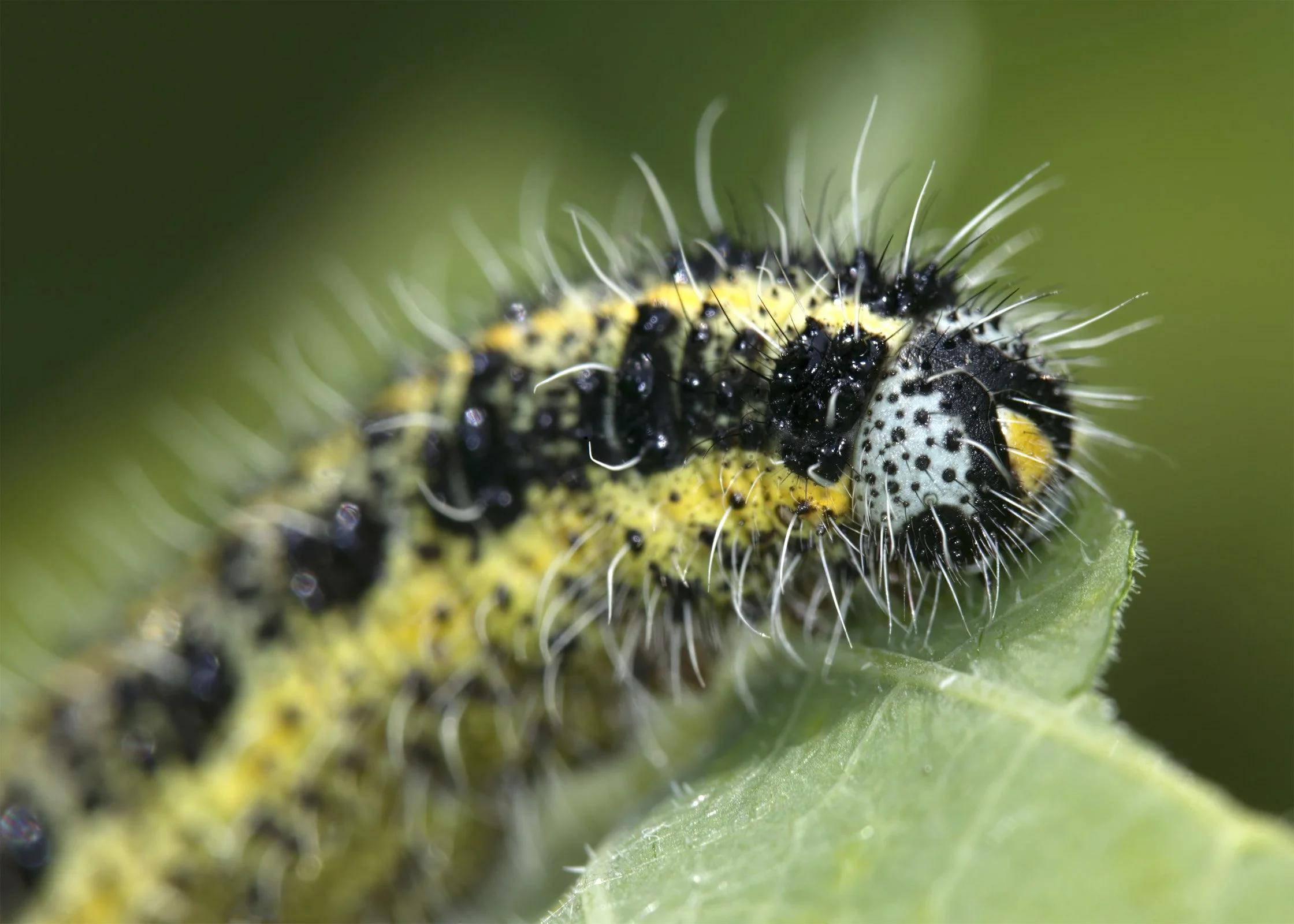 Close-up of a caterpillar with black, yellow, and white coloration, covered in white and black spines, on a green leaf.