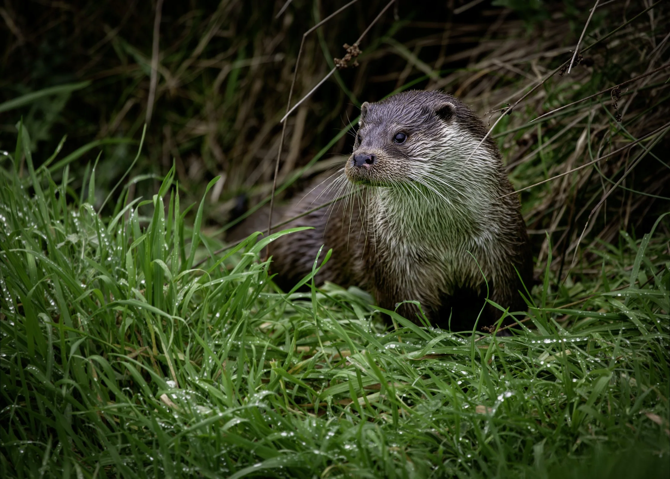 Otter