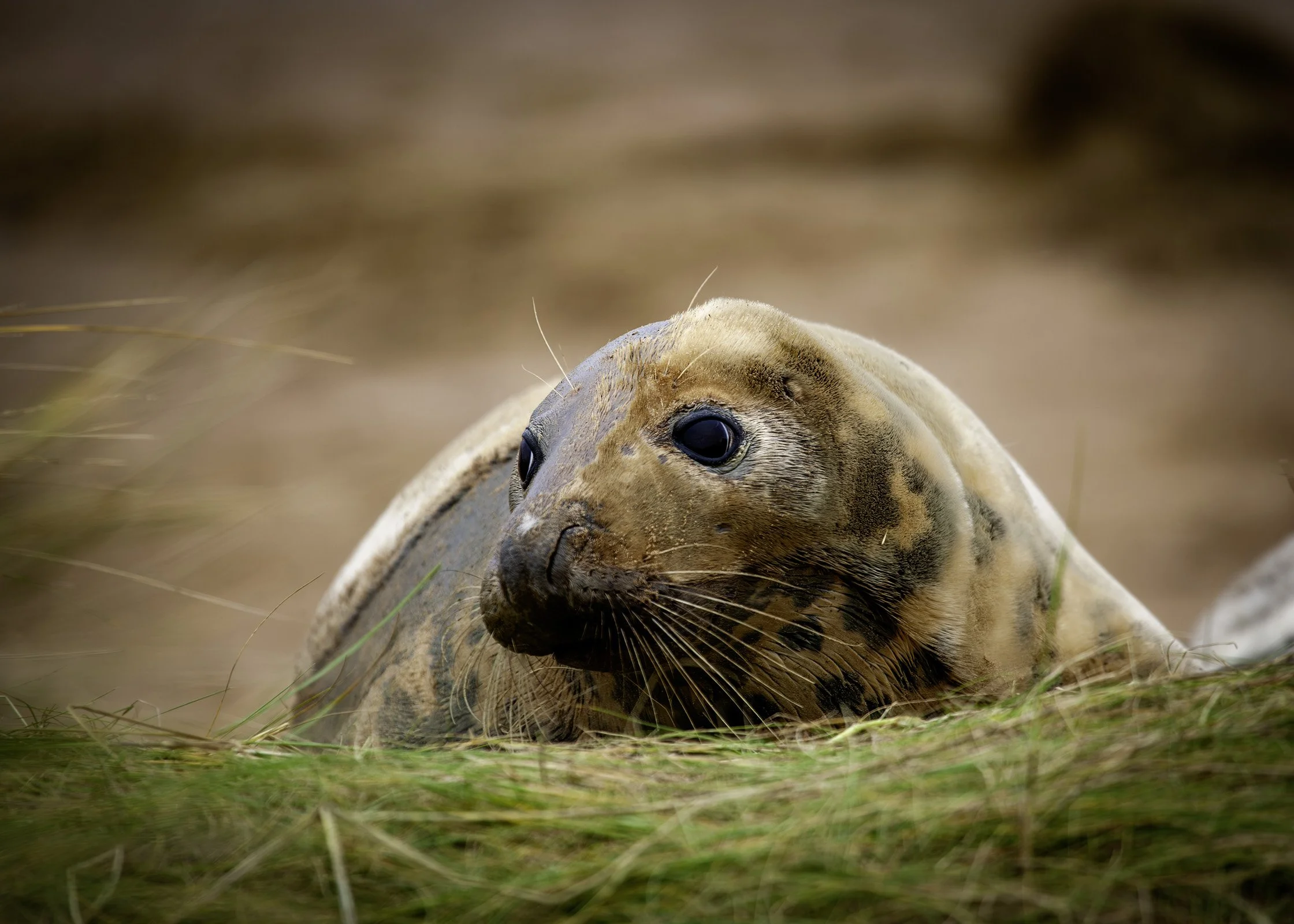 Grey Seal: Cow
