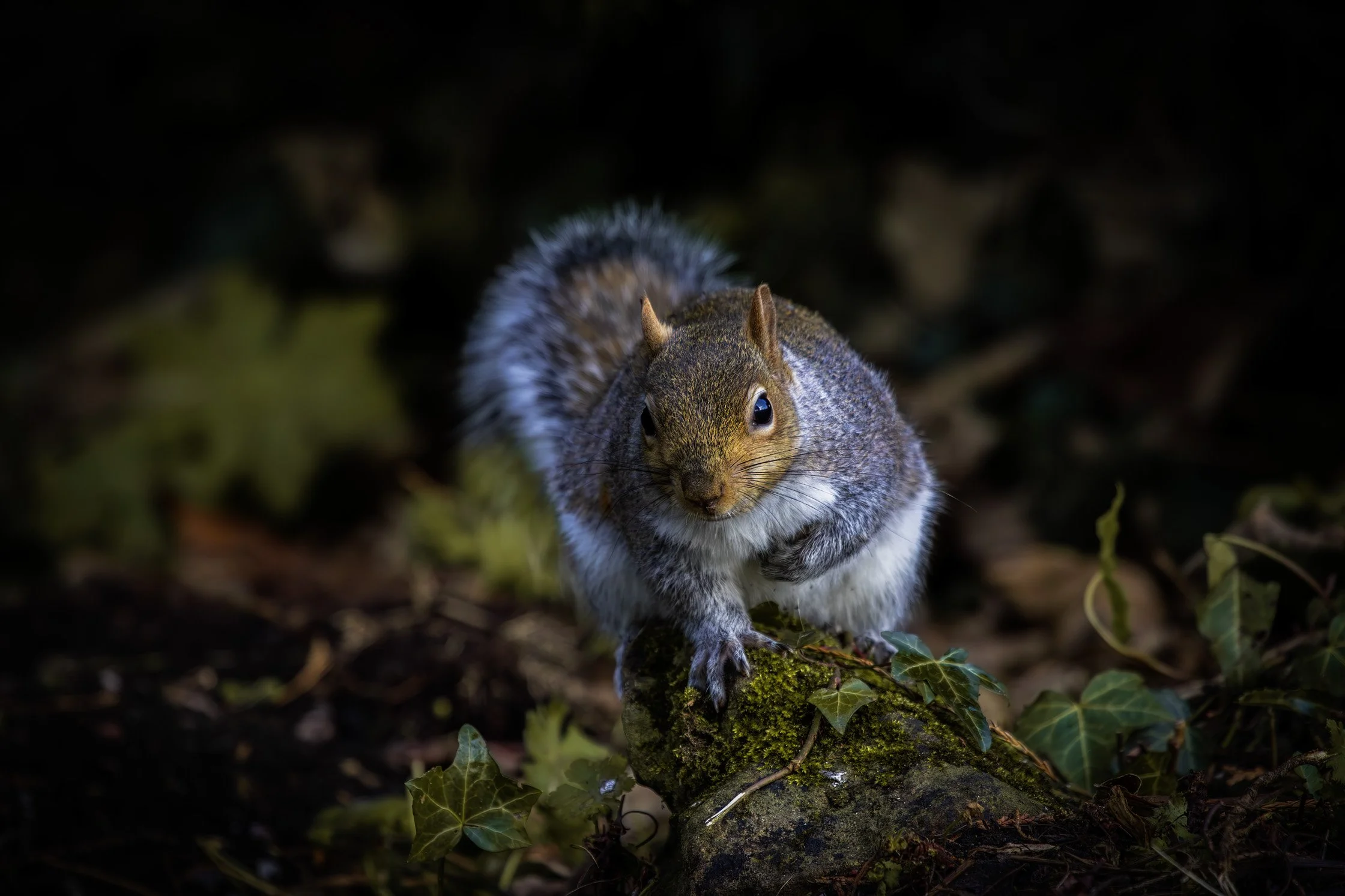 Grey Squirrel